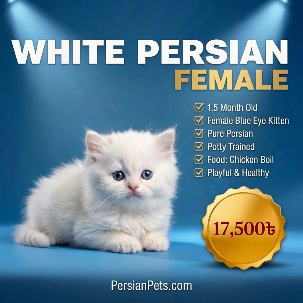 White Persian kitten with promotional text and price on a blue background