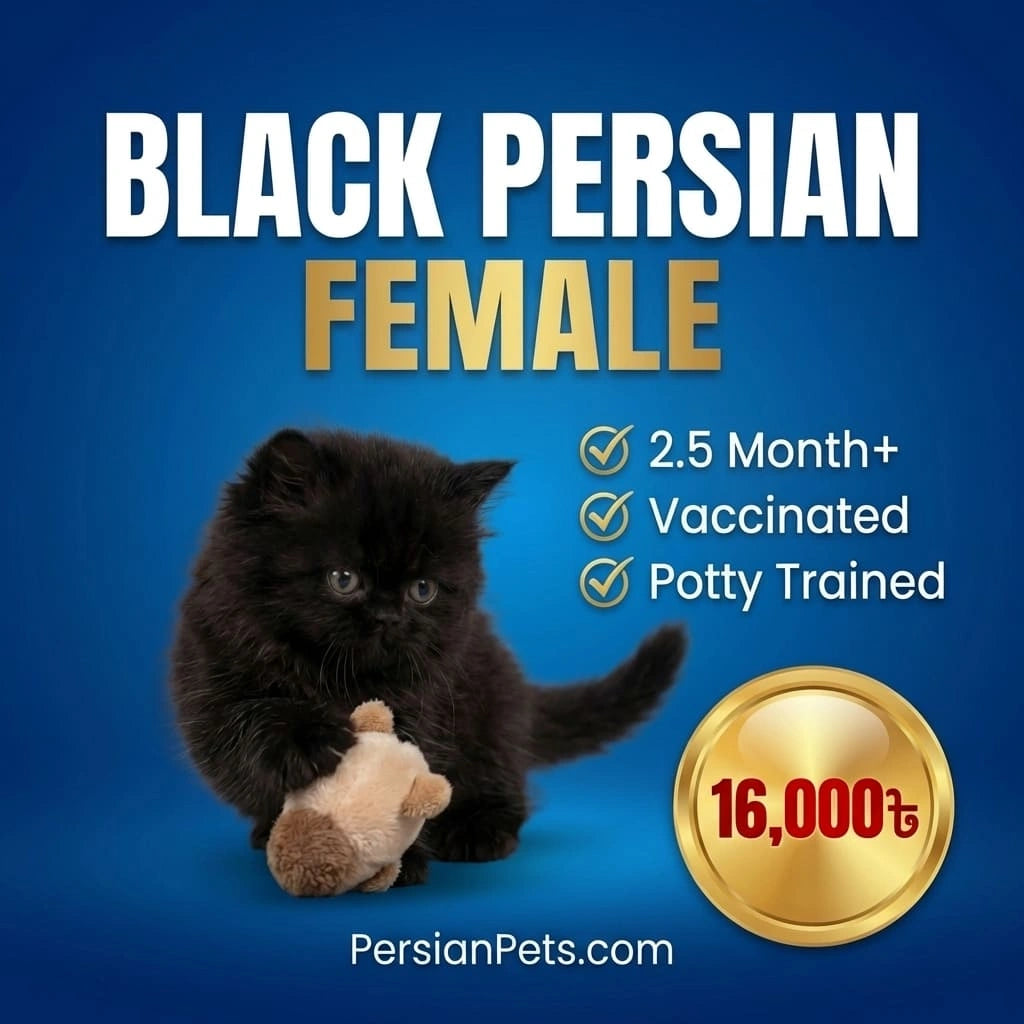 Black Persian kitten holding a toy with promotional text on a blue background