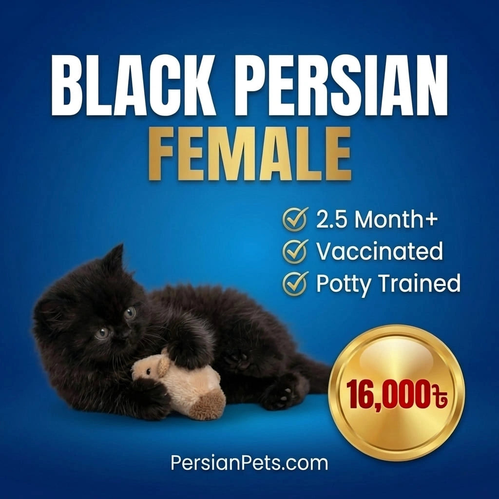 Advertisement for a black Persian female kitten with text about age, vaccinations, potty training, and a price tag on a blue background.