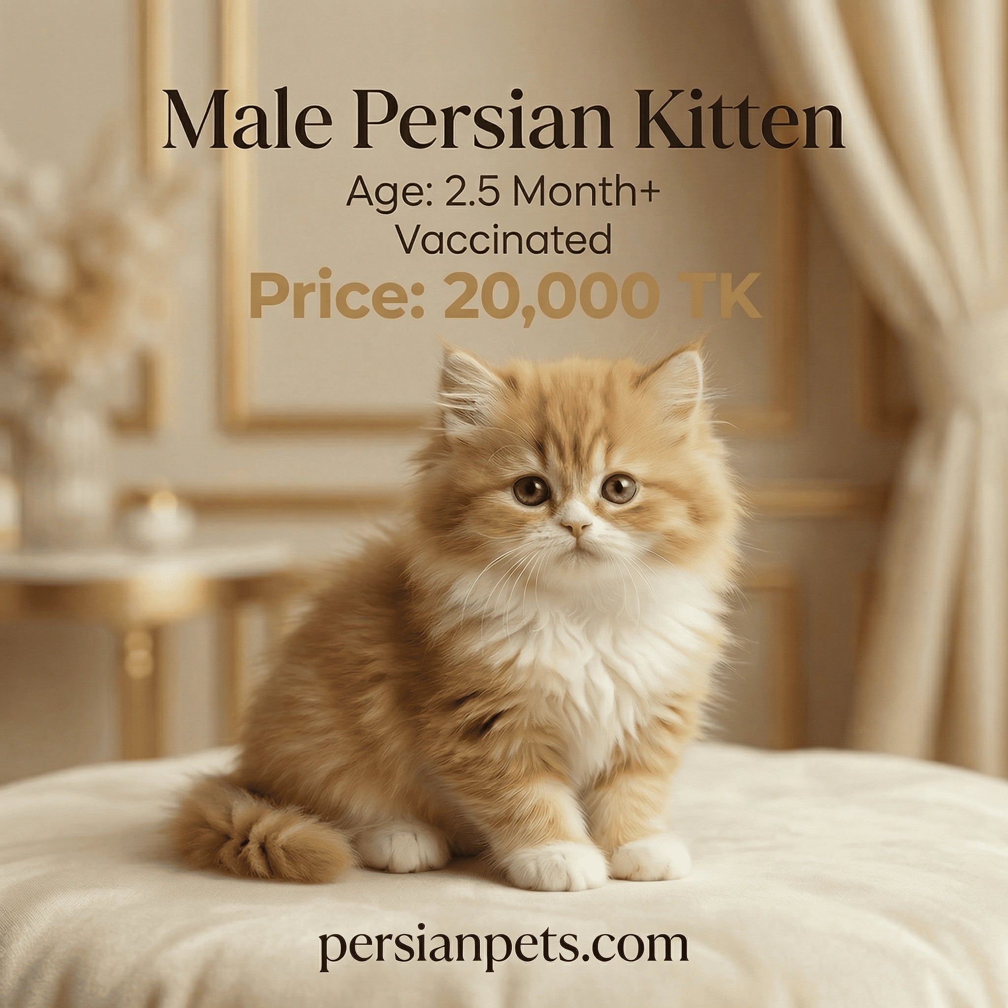 Male Persian Kitten for sale with price and details on a beige background