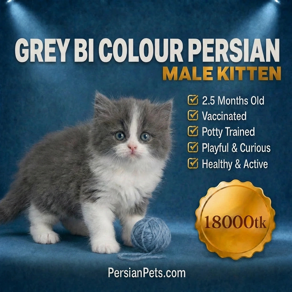2.5 months old fluffy Grey and White Persian Kitten for sale