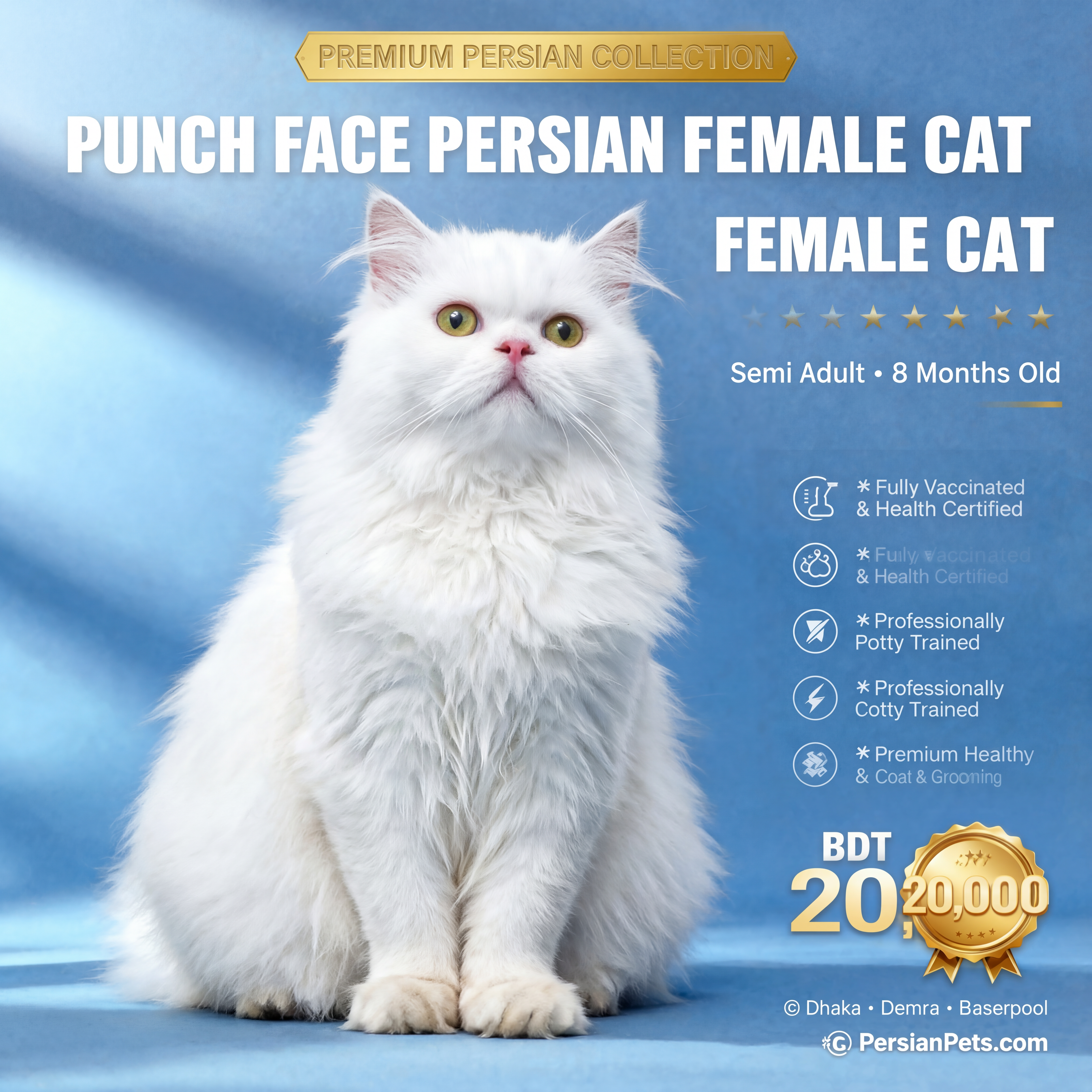 Premium Persian Female Cat