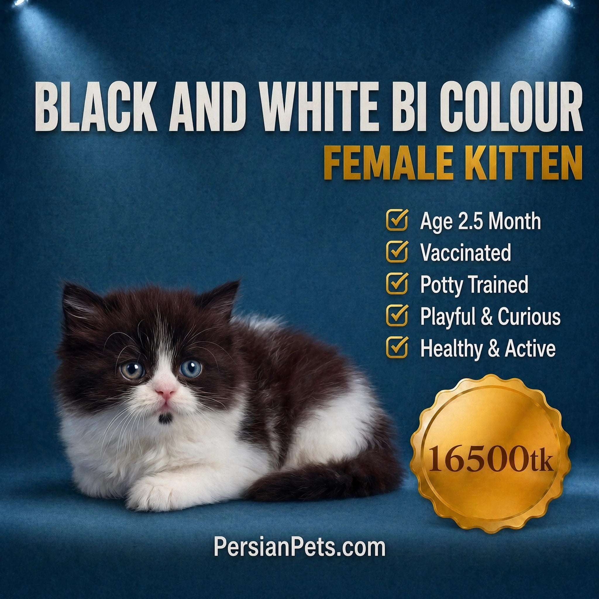 Black_and_White_Bi-Color_Female_Kitten_for_Sale_at_PersianPets_Dhaka