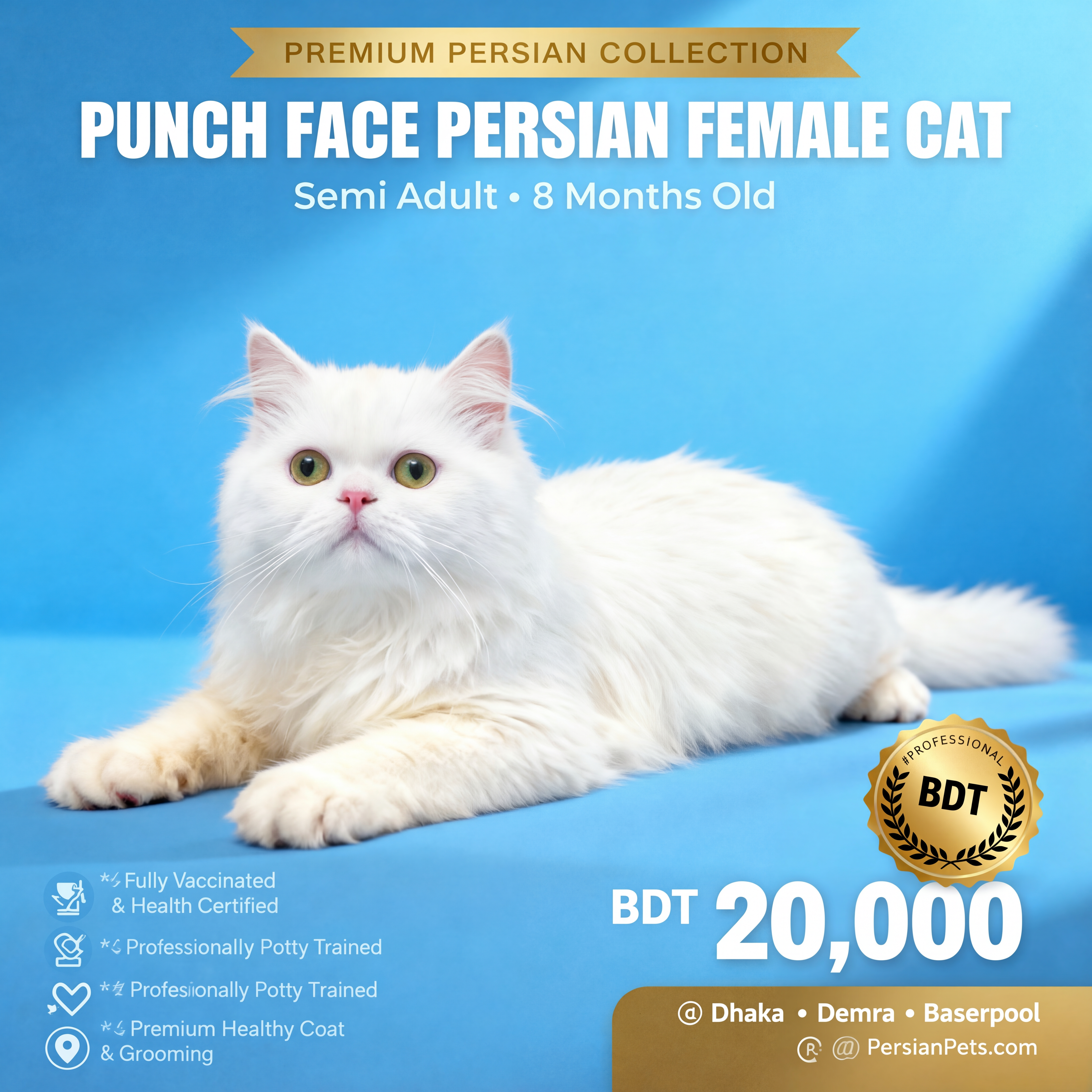 Premium Persian Female Cat