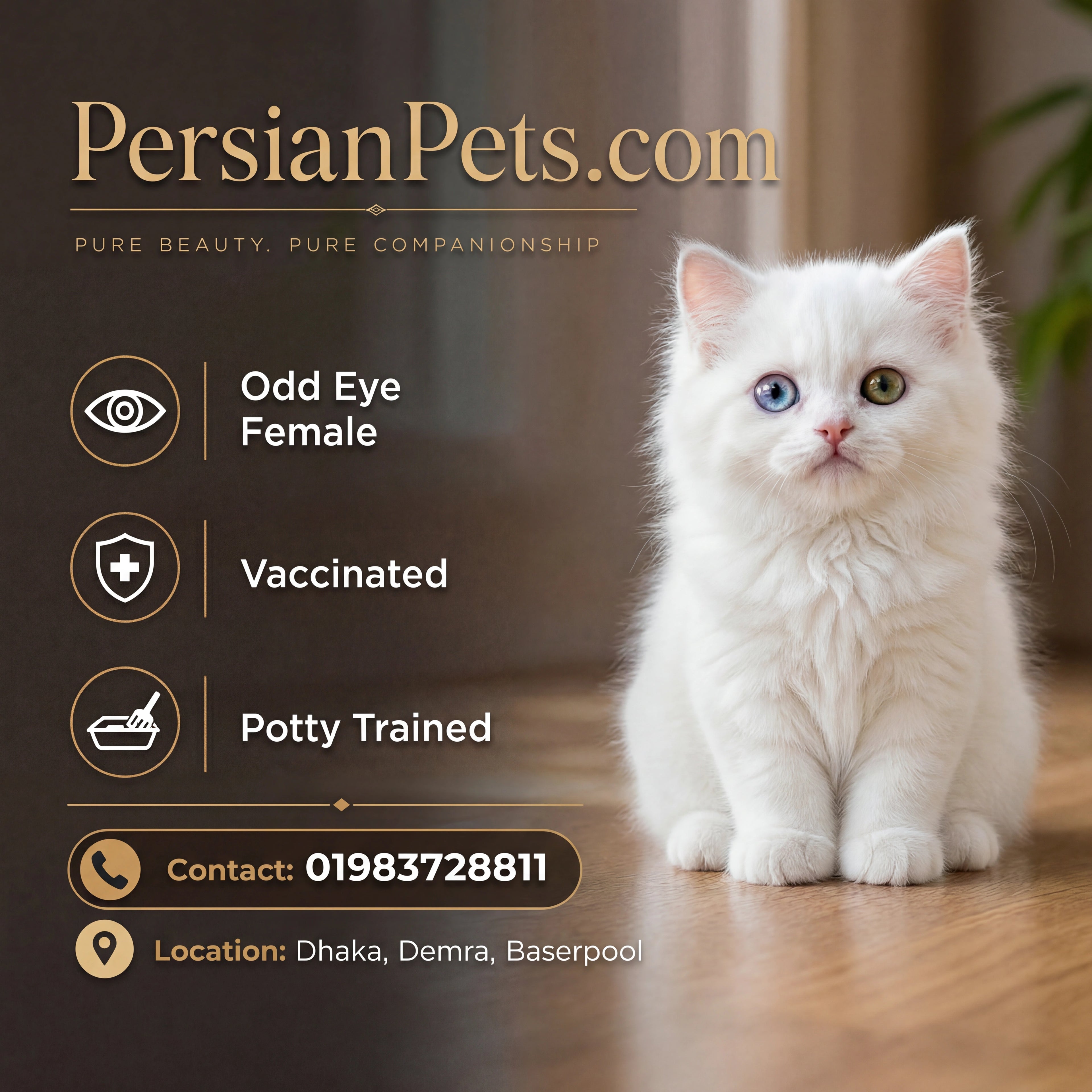 Cute odd eye Persian female kitten vaccinated potty trained available in Dhaka contact 01983728811