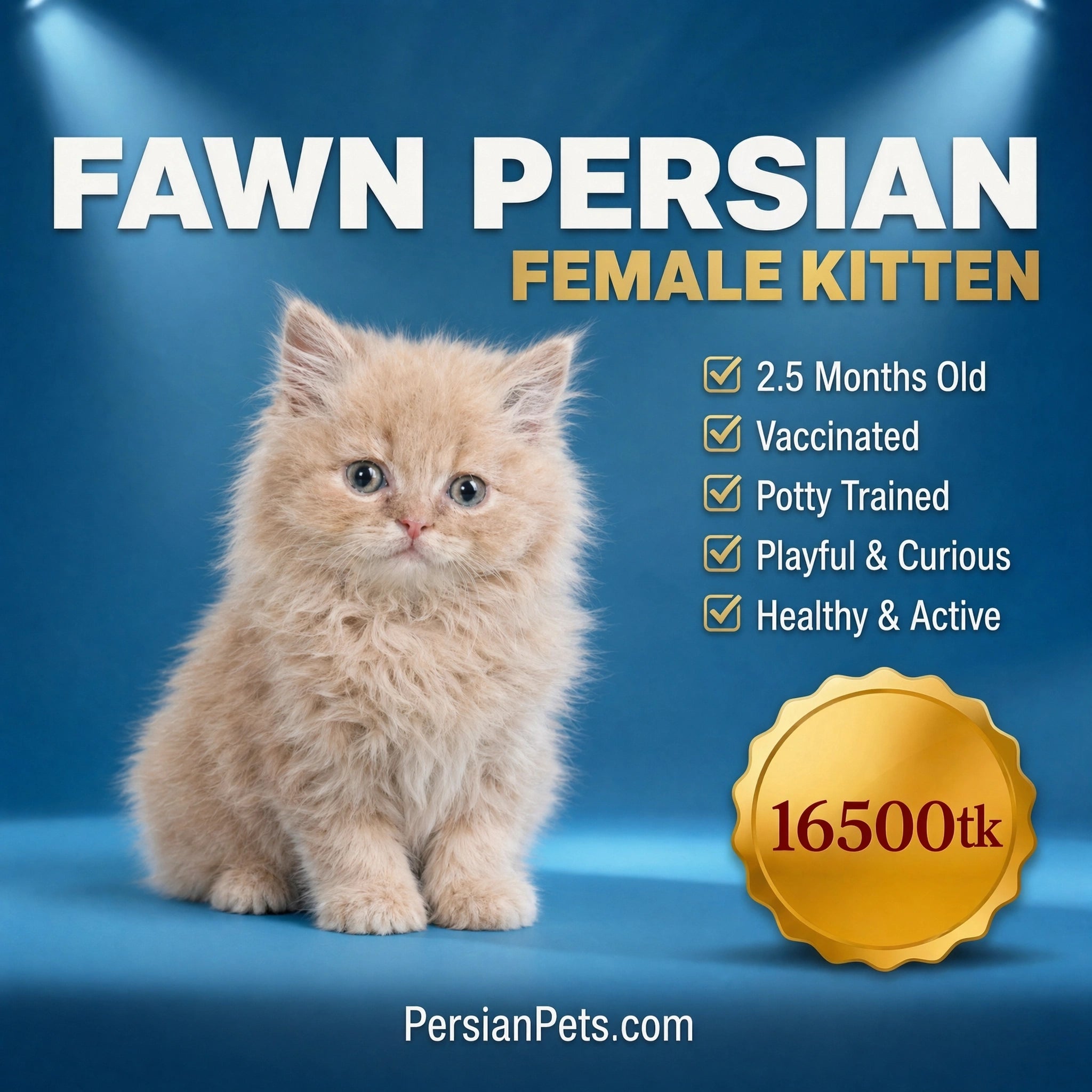 Fawn Persian Kitten Sale in Dhaka