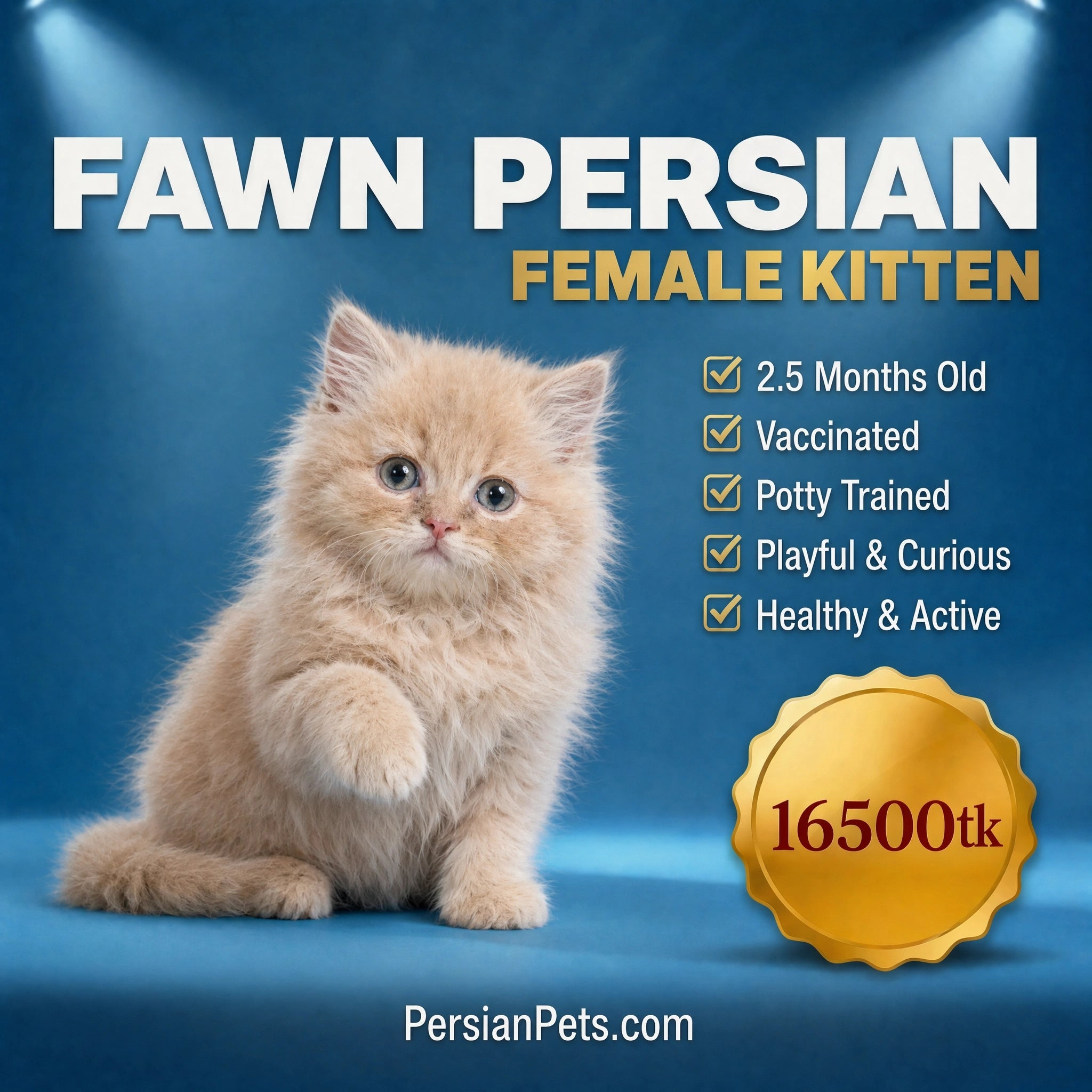 Fawn Persian female kitten on a blue background with promotional text and price.
