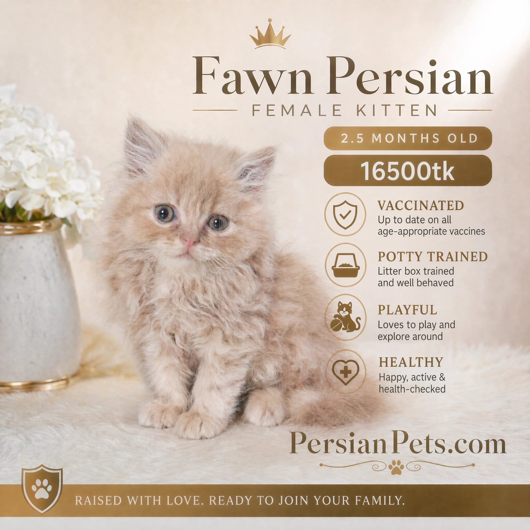 Fawn Persian kitten for sale with details on vaccination, potty training, playfulness, and health status.
