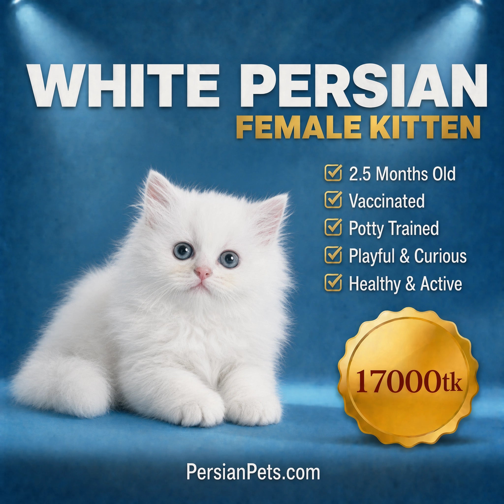 Fluffy 2.5 months old White Persian Kitten