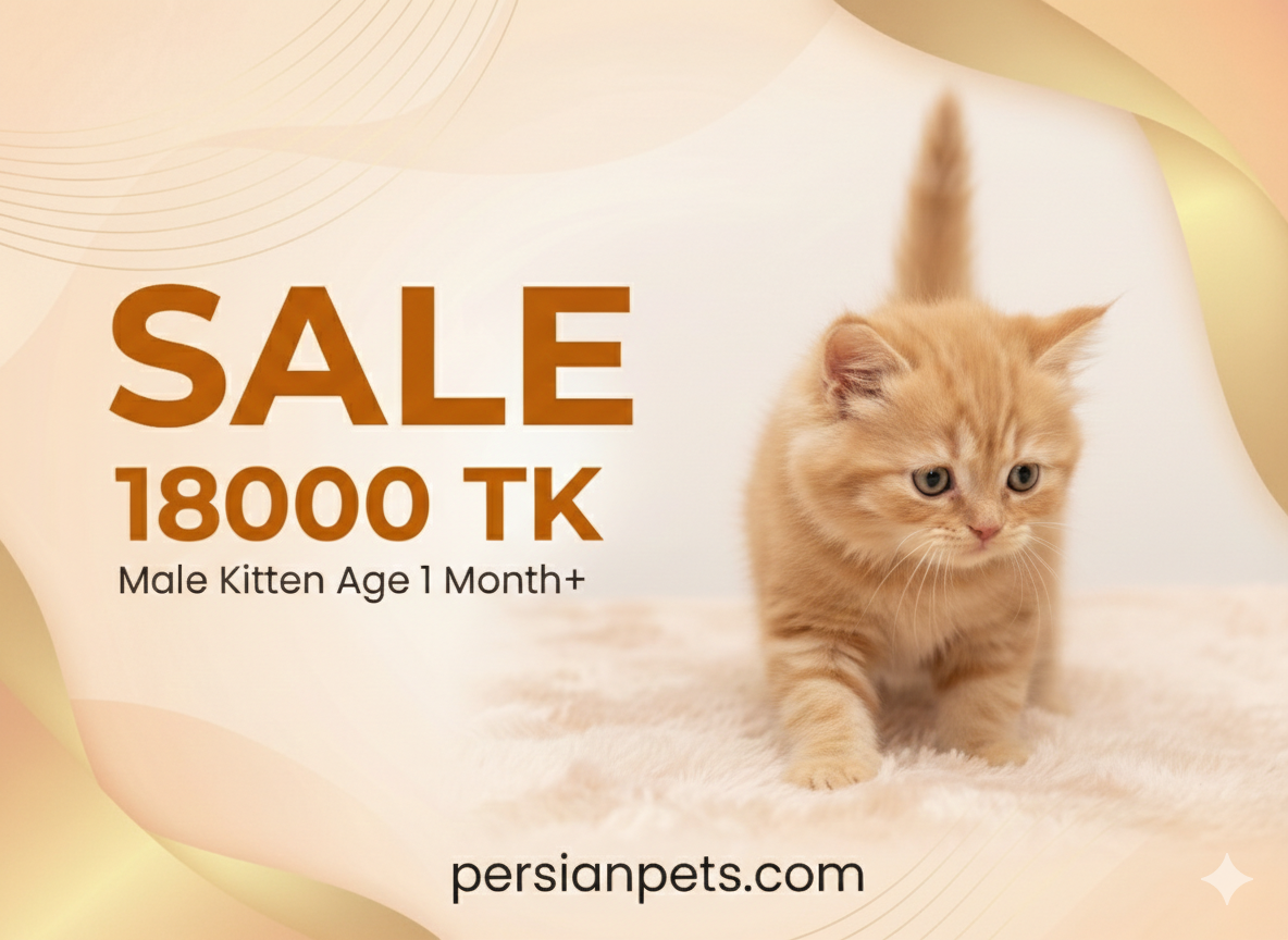 Ginger Persian Male Kitten – 1 Month