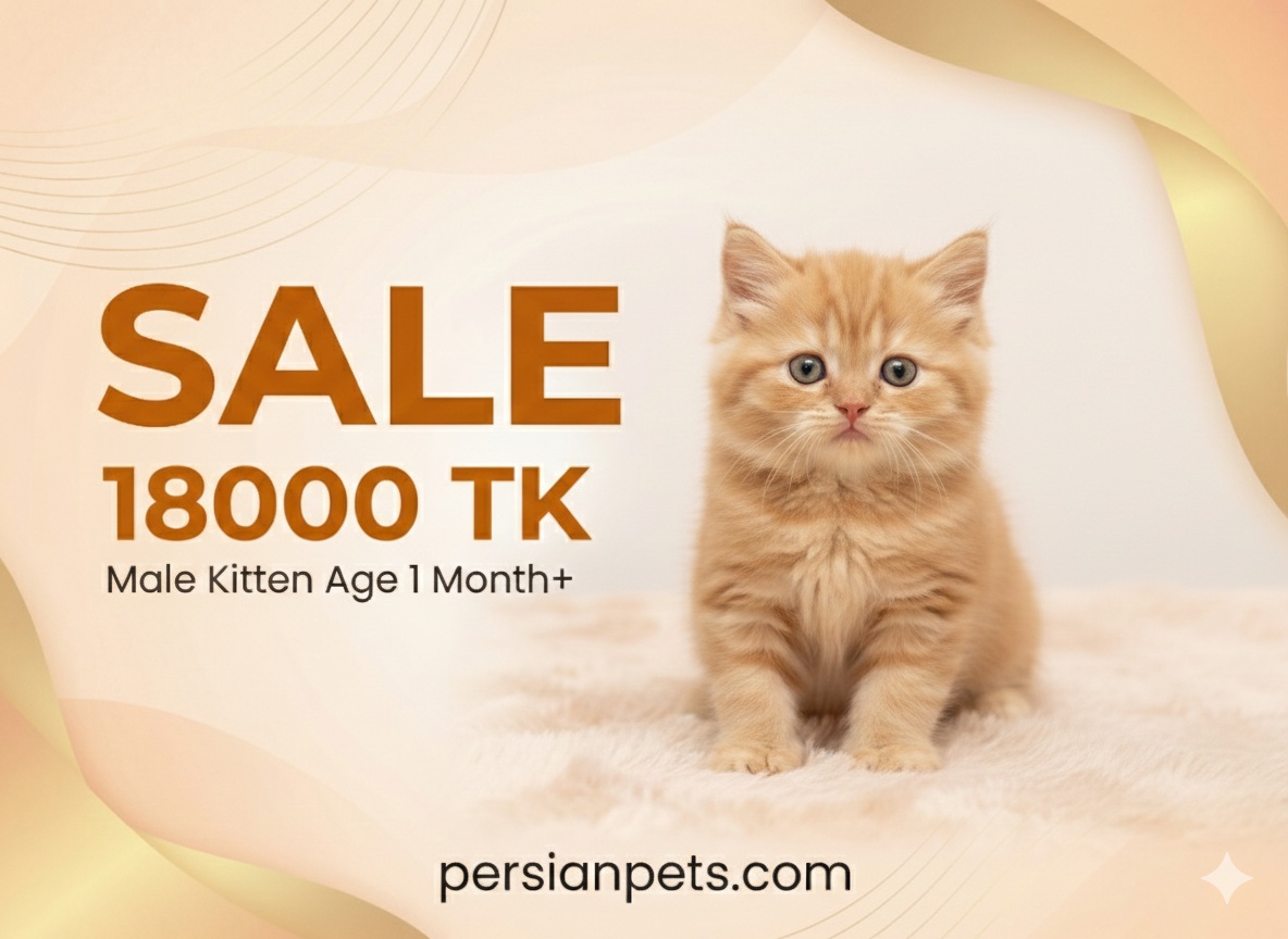 Ginger Persian Male Kitten – 1 Month