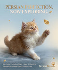 Bi-Color Female Persian Kitten - 2 Months Old
