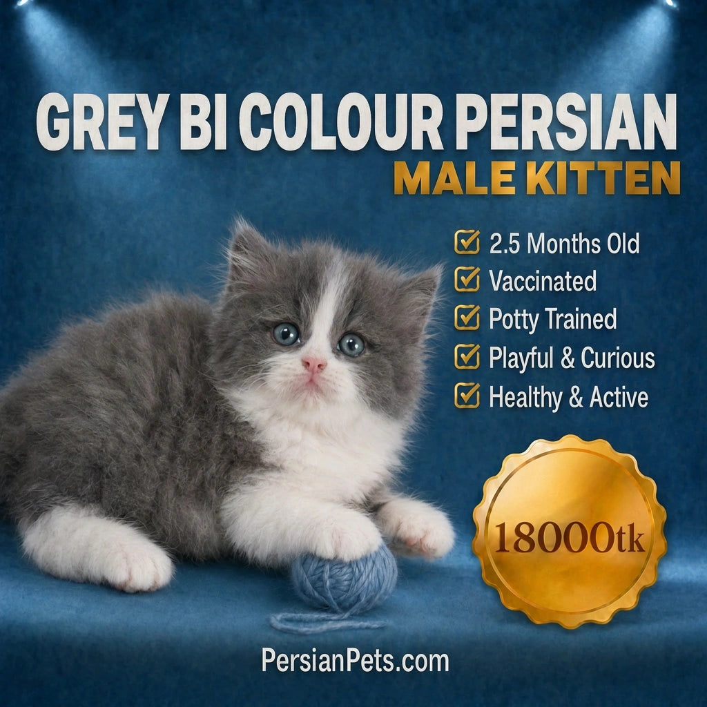 Gray bi colour Persian kitten with promotional text on a blue background