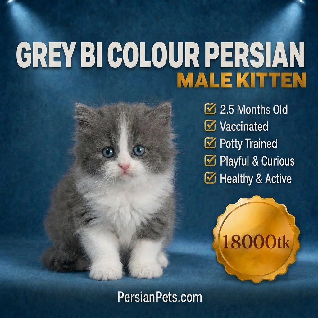 Grey Bi-Colour Persian Male Kitten for sale in Dhaka | PersianPets.com