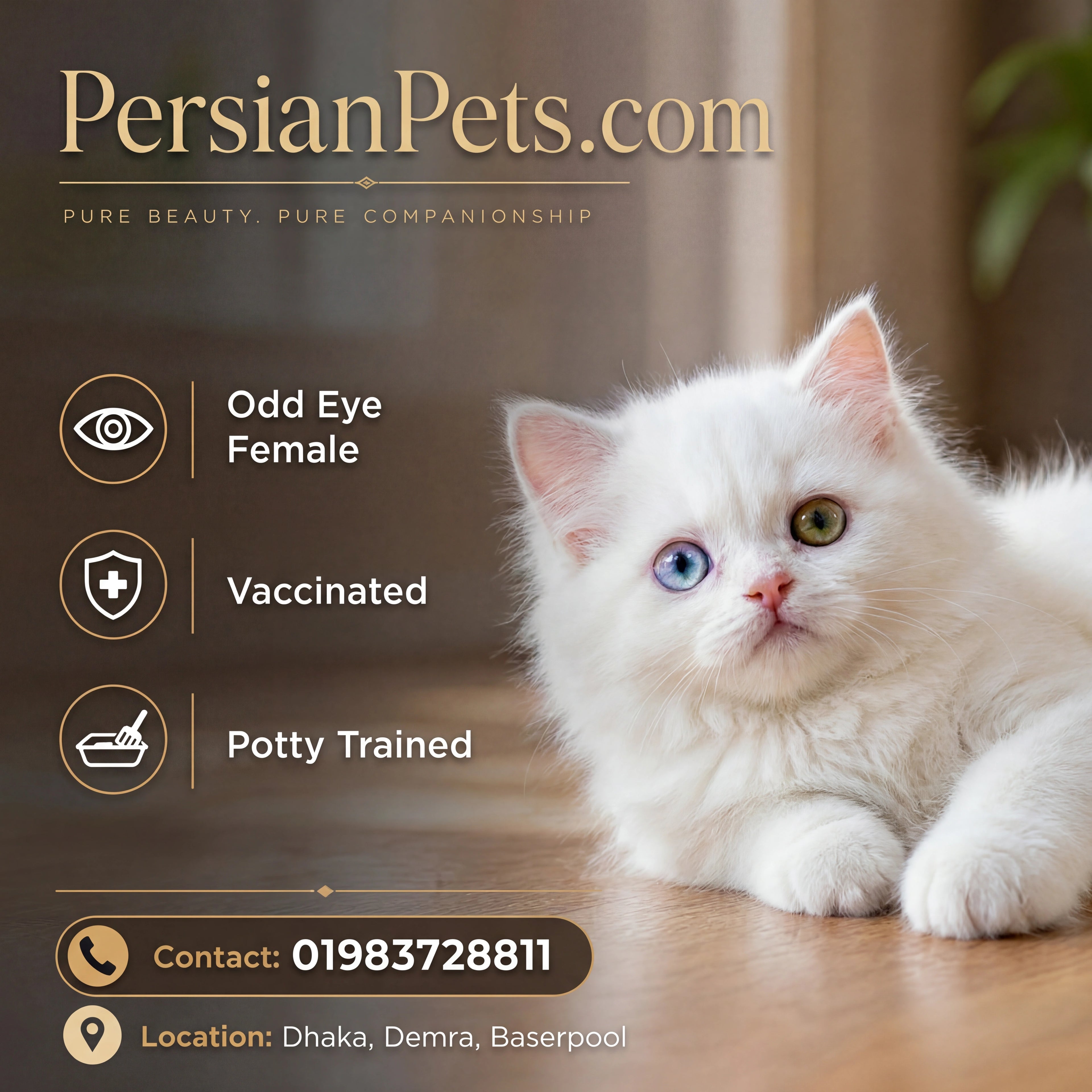 PersianPets.com premium Persian kitten odd eye female vaccinated potty trained Bangladesh