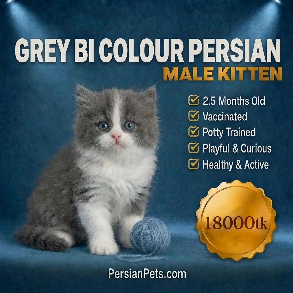 Premium Persian Kitten price in Bangladesh - Grey Bi-Colour Male
