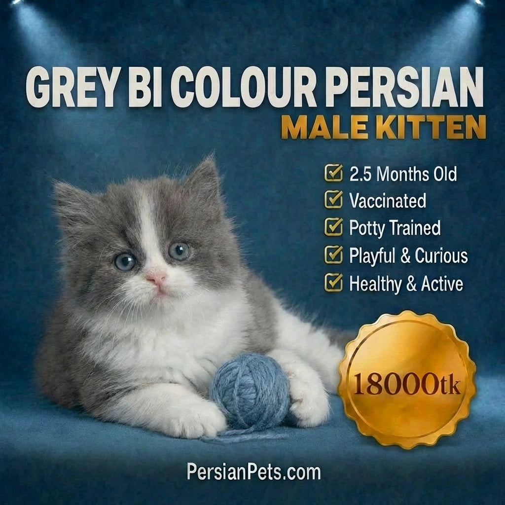 Vaccinated and potty trained Grey Bi-Colour Persian Kitten in Dhaka