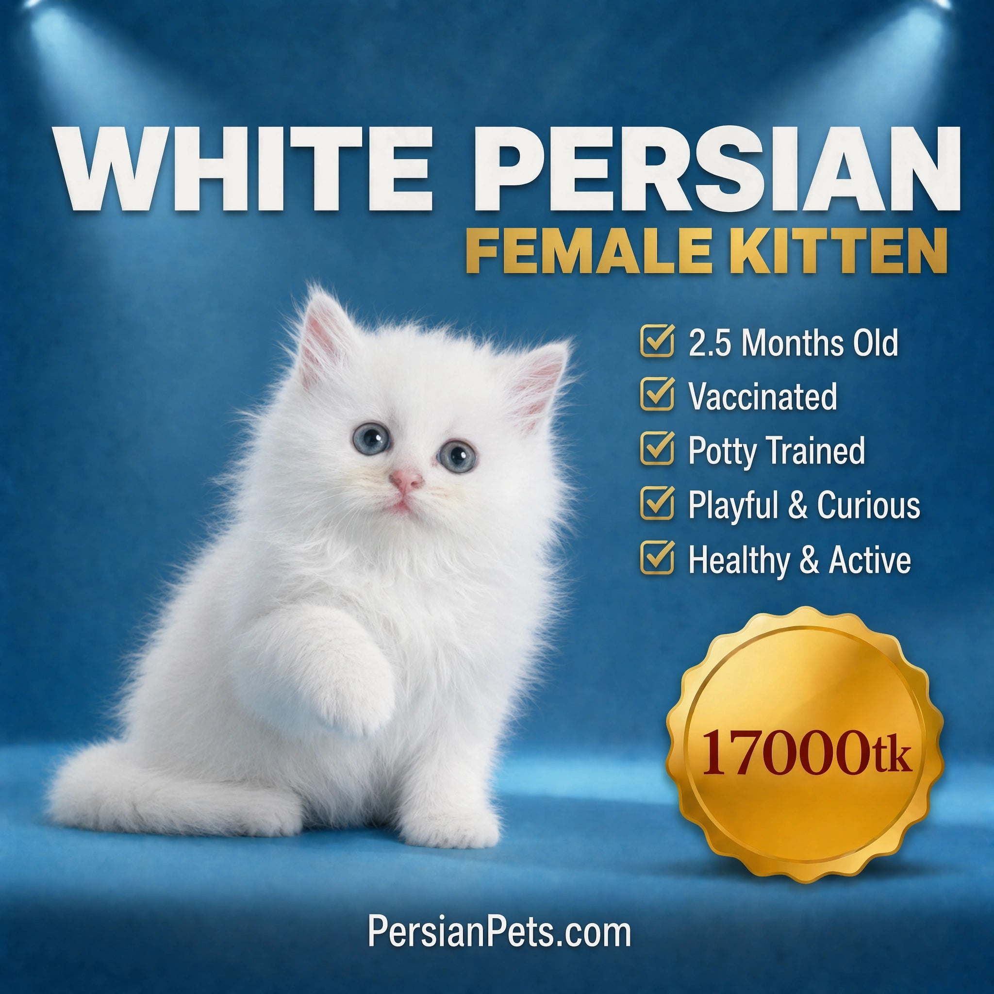 White Persian Kitten for sale in Dhaka by PersianPets