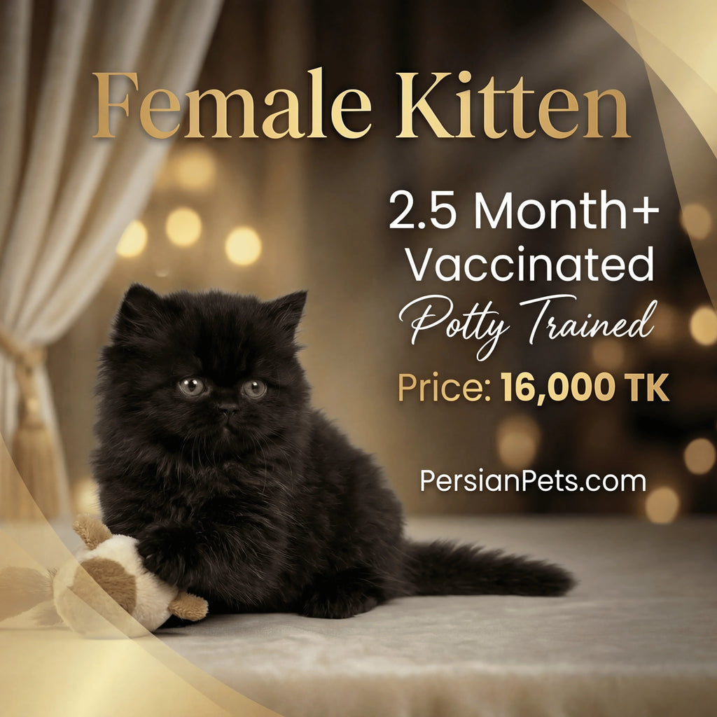 Black Persian female kitten for sale in Dhaka, 2.5 months old, vaccinated, potty trained