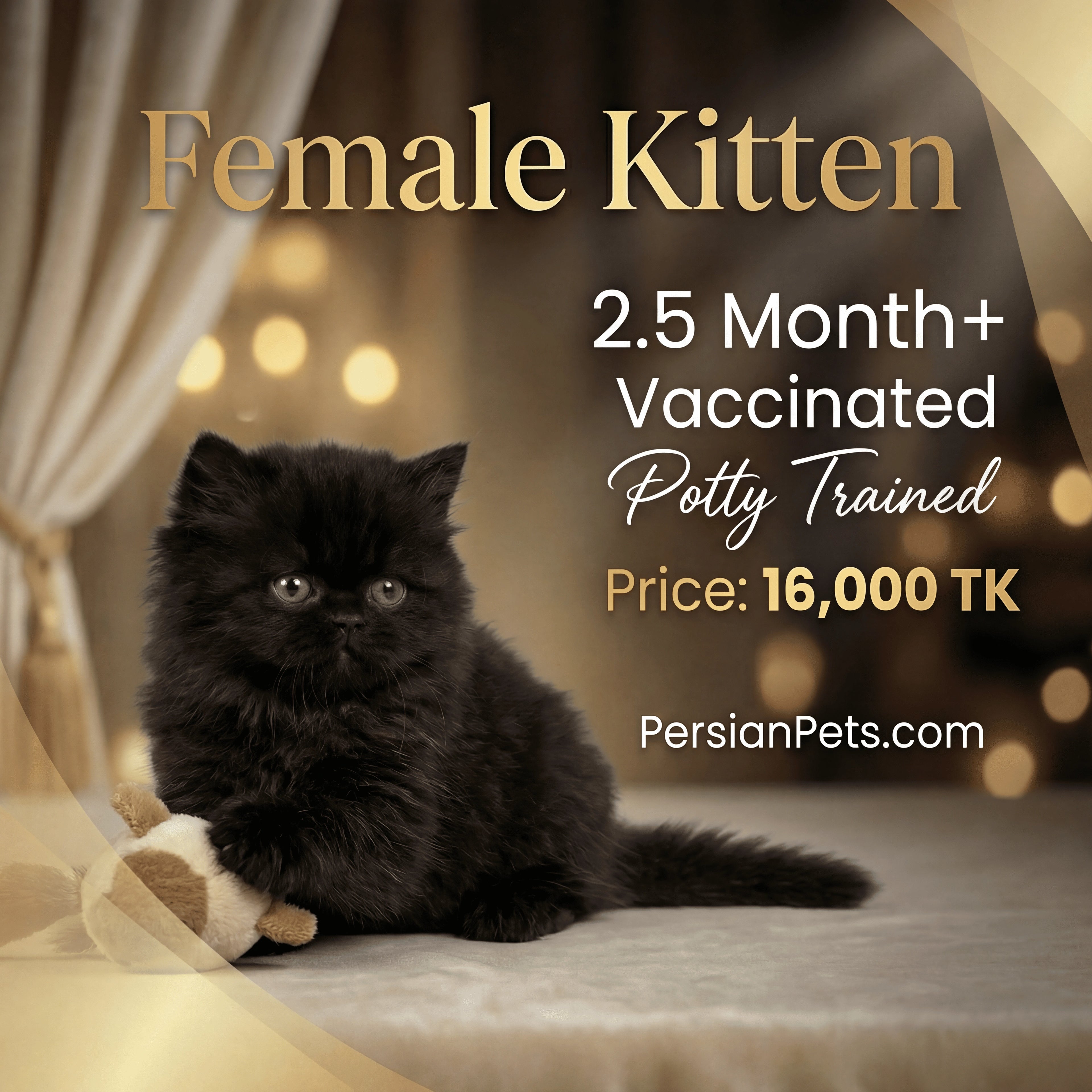 Black kitten on a soft surface with text about a vaccinated and potty-trained female kitten for sale.