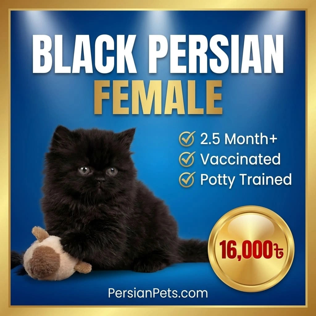 Black Persian kitten with promotional text and a gold seal on a blue background