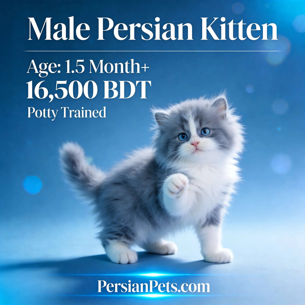 Blue and white Persian kitten with blue eyes, fluffy fur, on blue background, for sale in Dhaka
