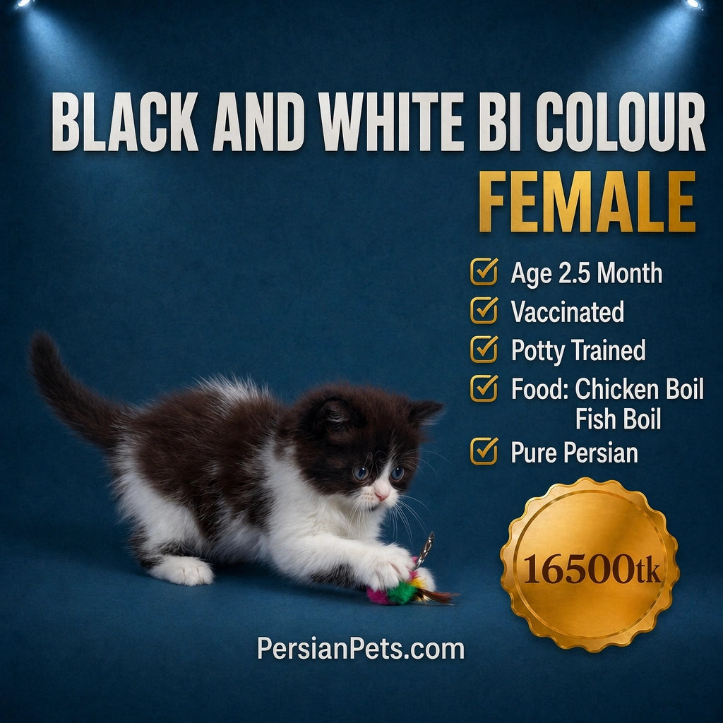 Premium_Doll_Face_Bi-Color_Persian_Female_Kitten_Price_in_Bangladesh
