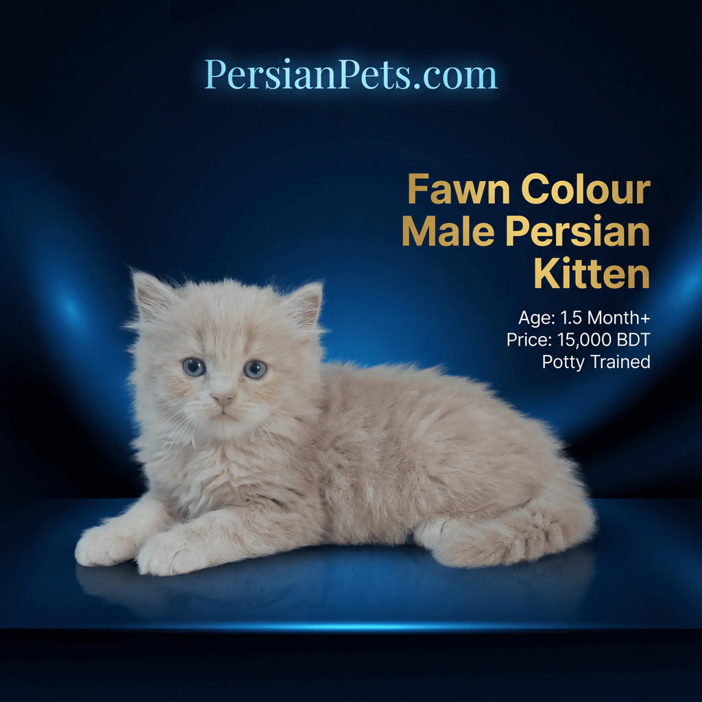 Fawn male Persian kitten for sale, fluffy coat, blue background, age 1.5 months, potty trained.
