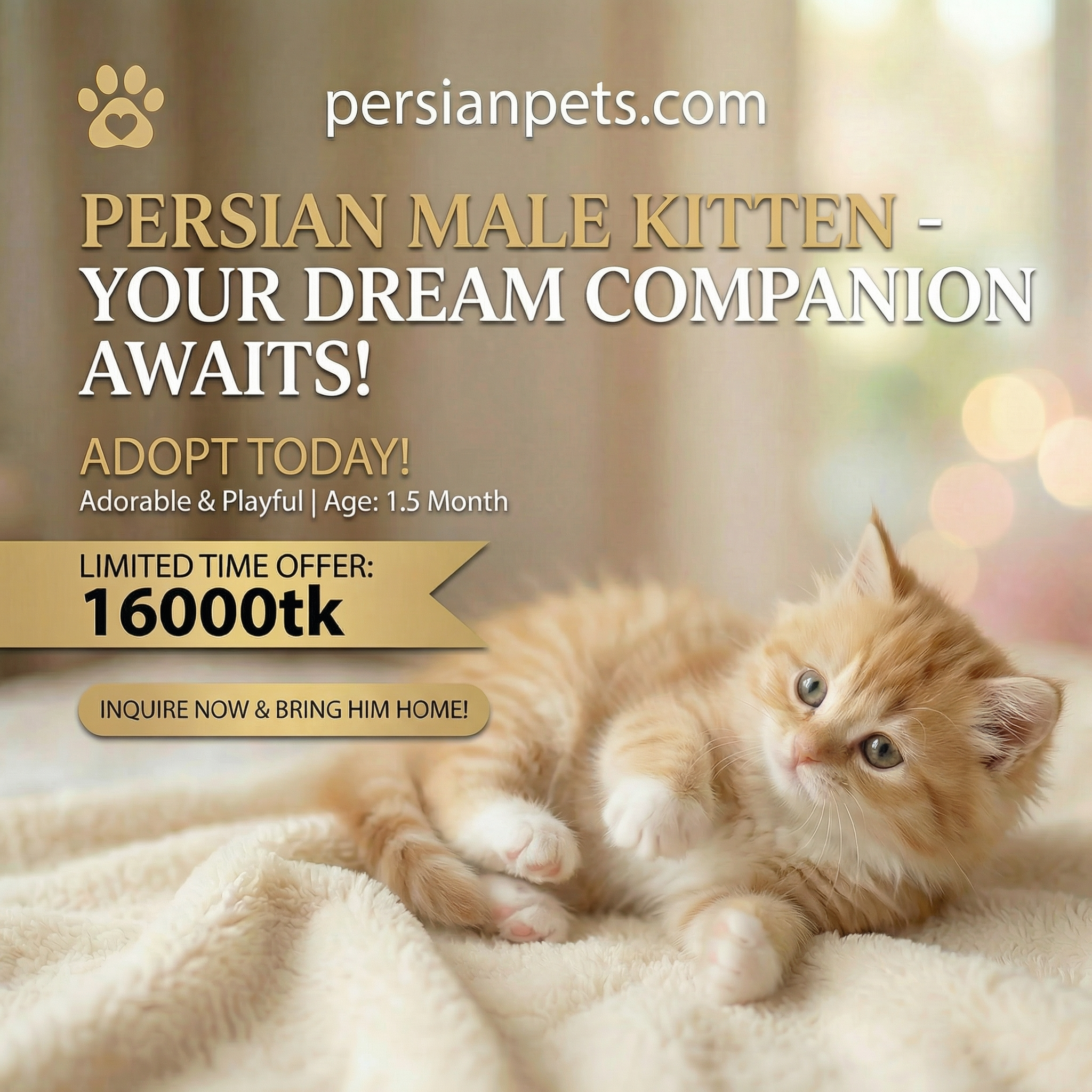 Brown Male Kitten 1.5 Months - Playful and Adorable Companion