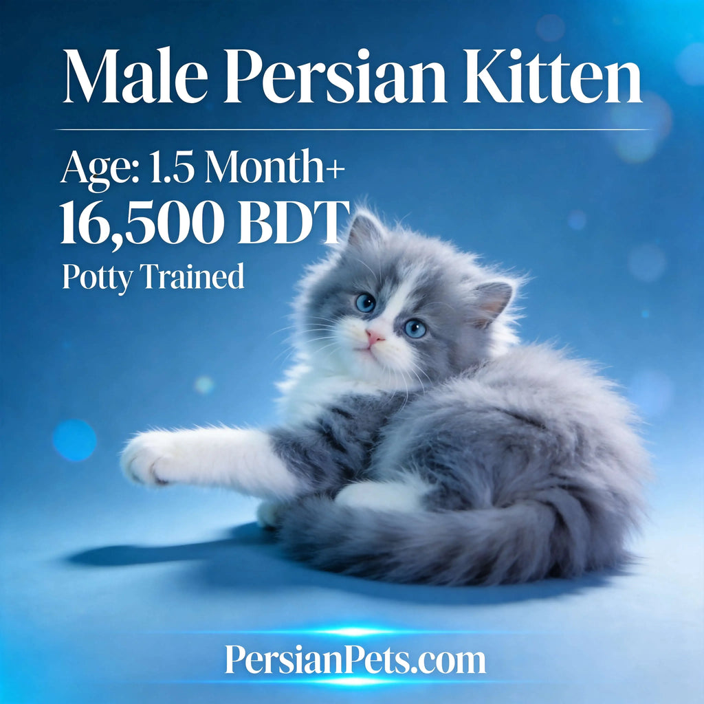 Fluffy male Persian kitten with blue eyes lying on blue background, 1.5 months old, potty trained
