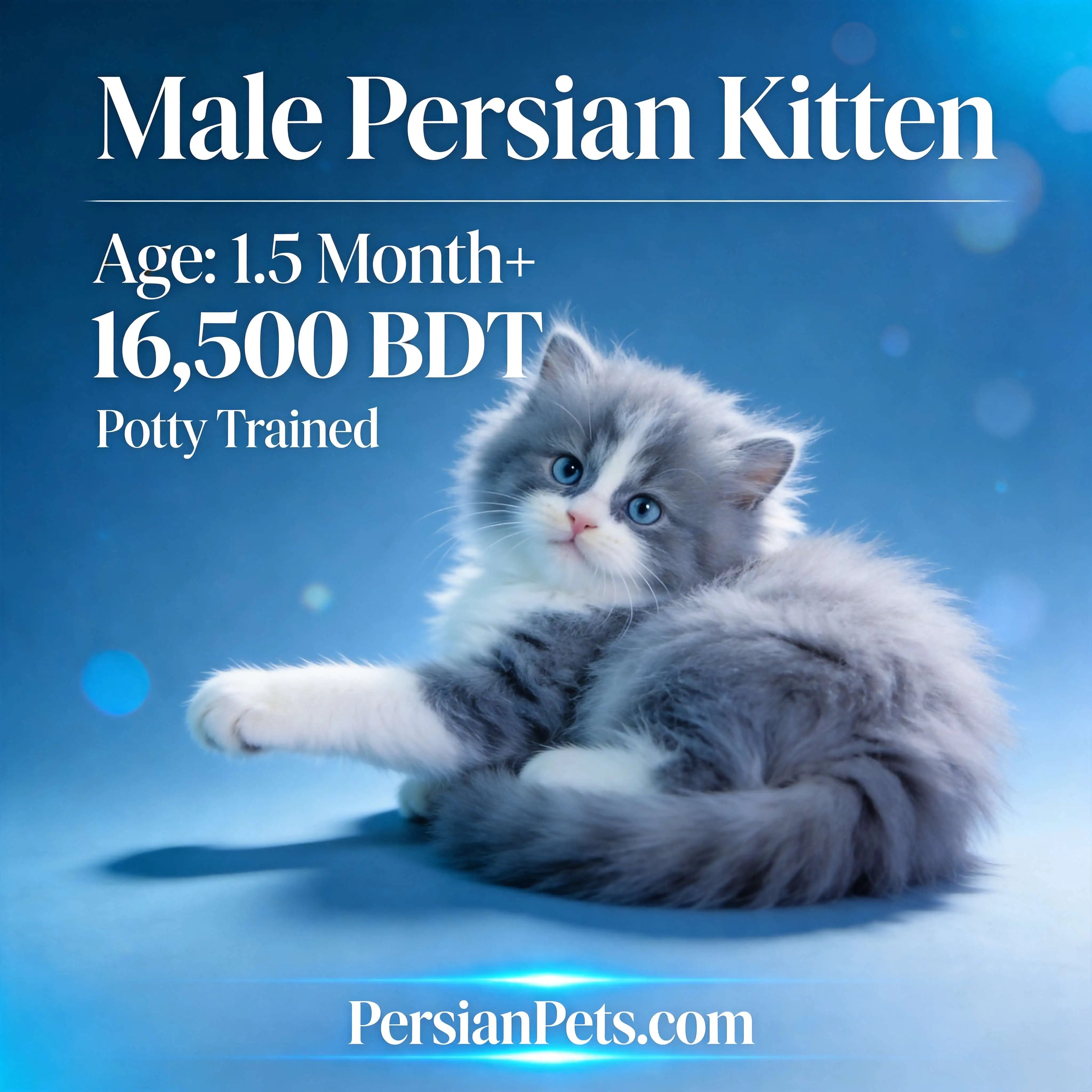Healthy-and-Vaccinated-Persian-Kittens-Care-Guide-by-PersianPets-BD