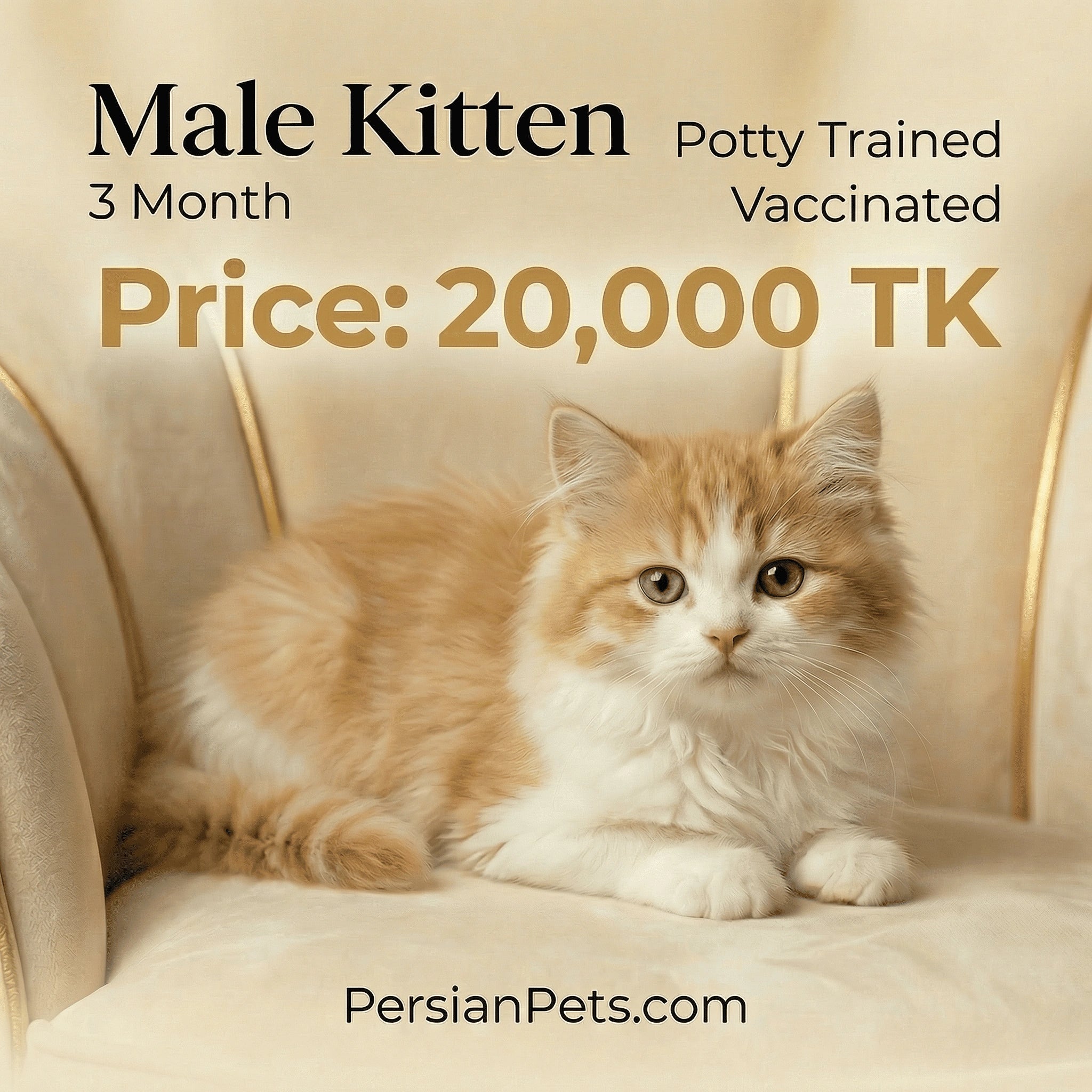 3-month-old male kitten potty trained and vaccinated for sale at 20,000 TK with PersianPets.com branding.