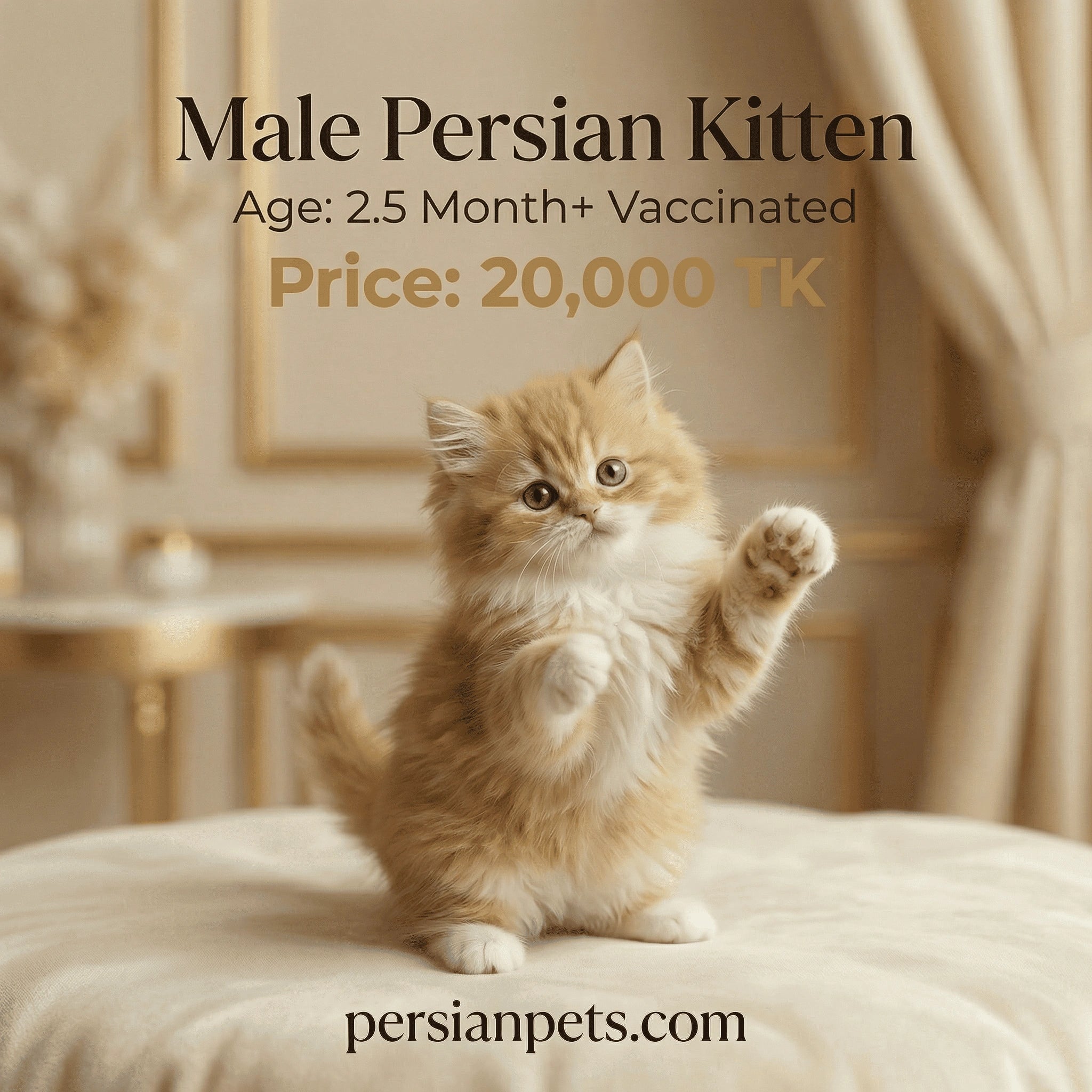 Persian kitten on a cushion with text about its age, vaccination status, and price.