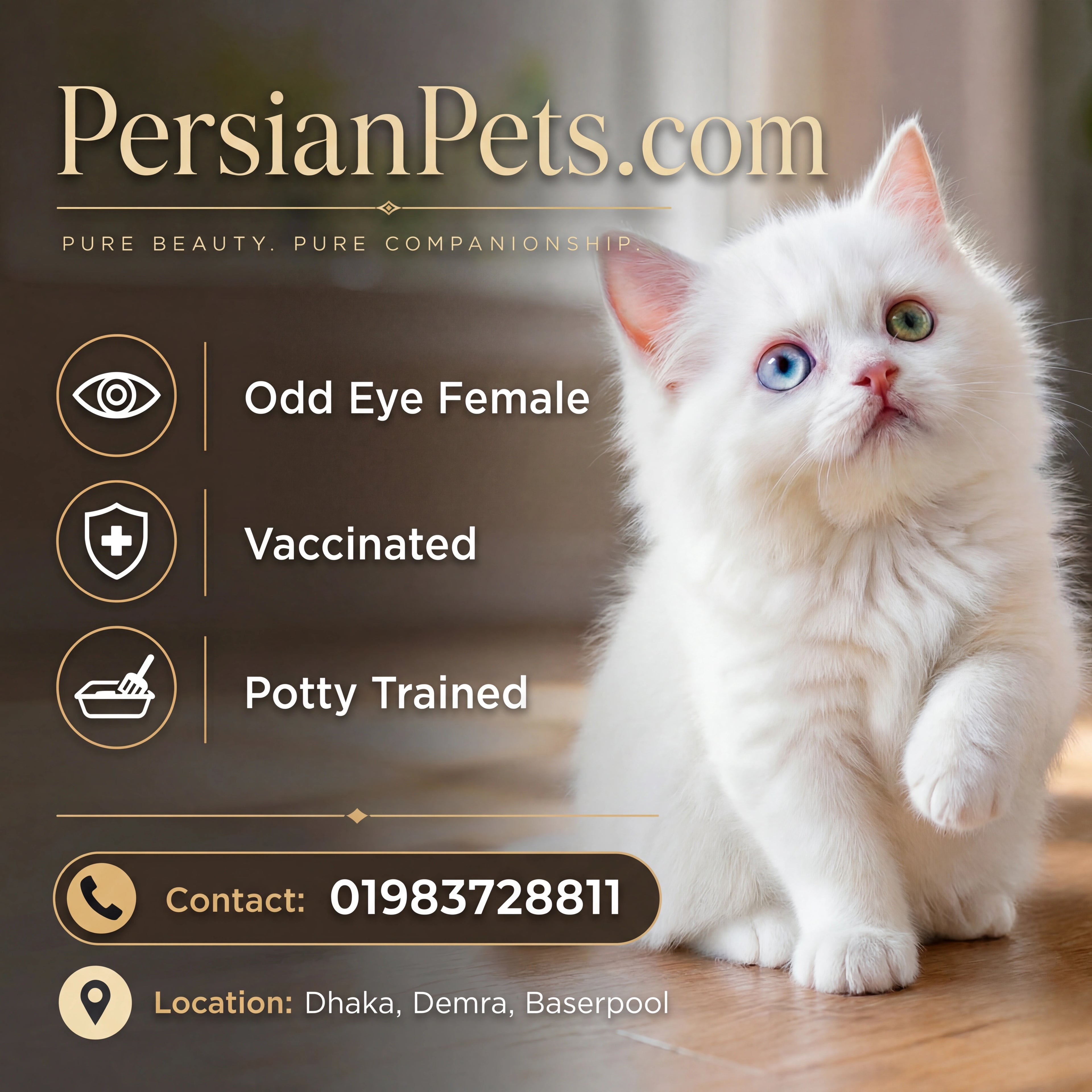 odd eye female kitten