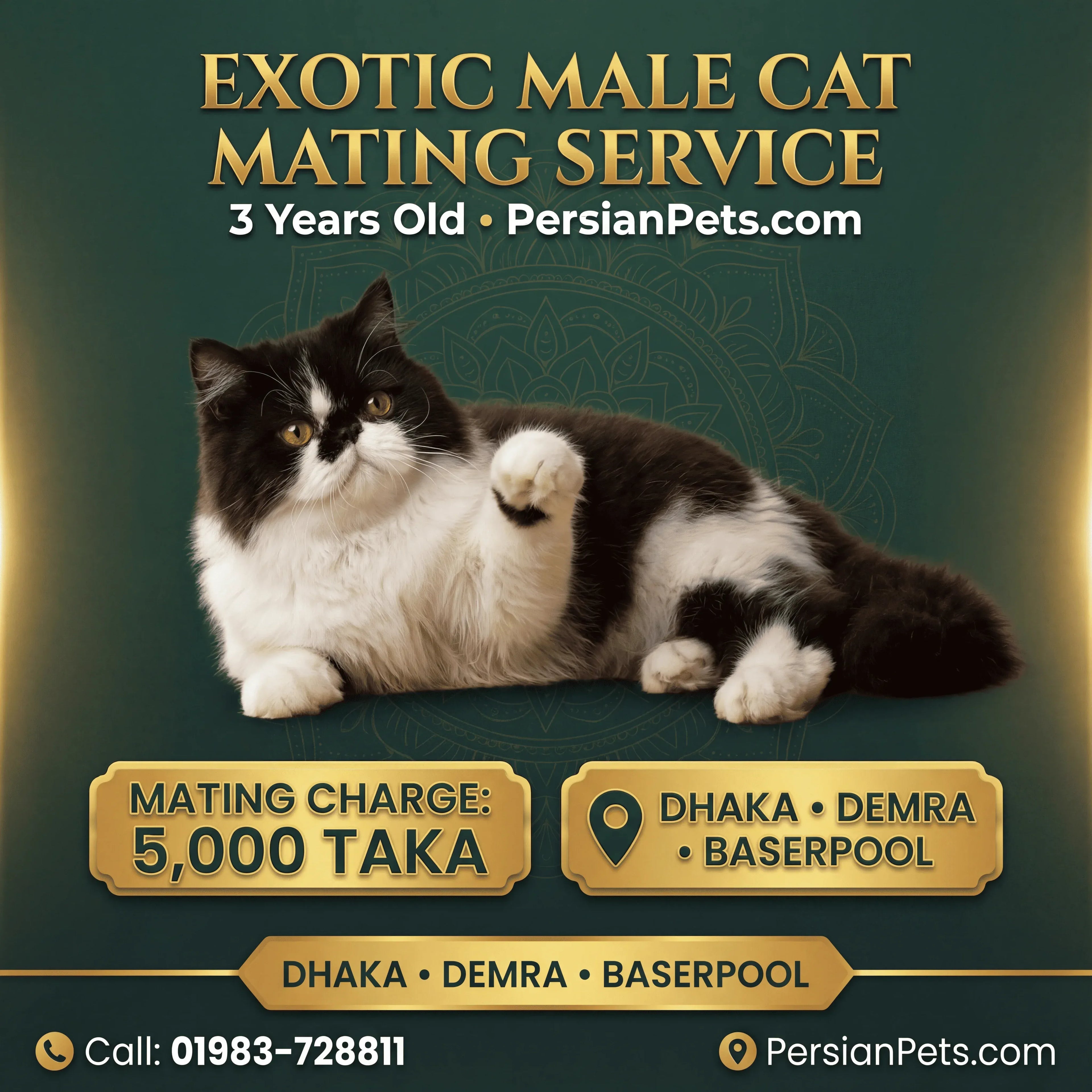 Exotic Male Cat Ready for Mating - Premium Stud Service in Dhaka Exotic Male Cat Ready for Mating | Premium Stud Service Dhaka