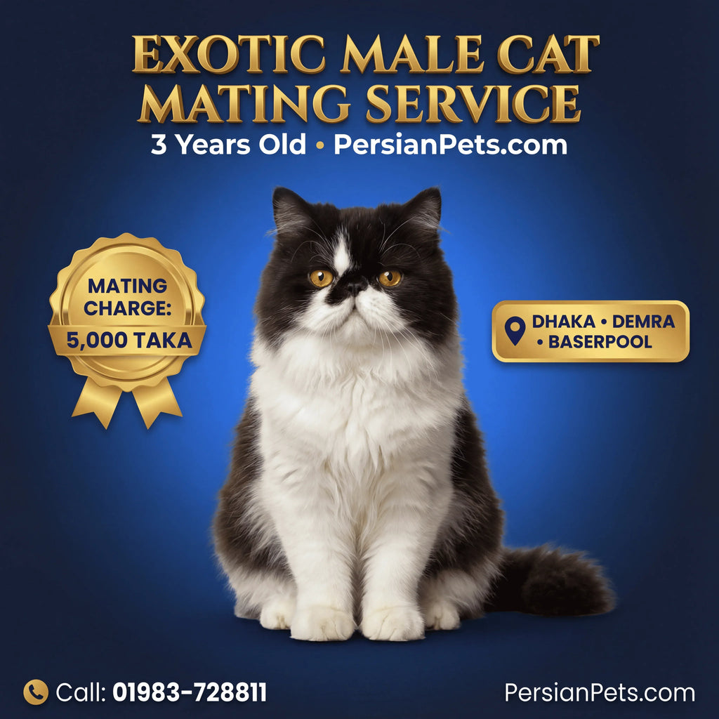Exotic Male Cat Ready for Mating - Premium Stud Service in Dhaka Exotic Male Cat Ready for Mating | Premium Stud Service Dhaka