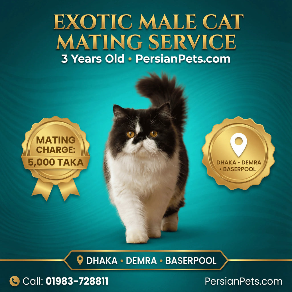 Exotic Male Cat Ready for Mating - Premium Stud Service in Dhaka Exotic Male Cat Ready for Mating | Premium Stud Service Dhaka