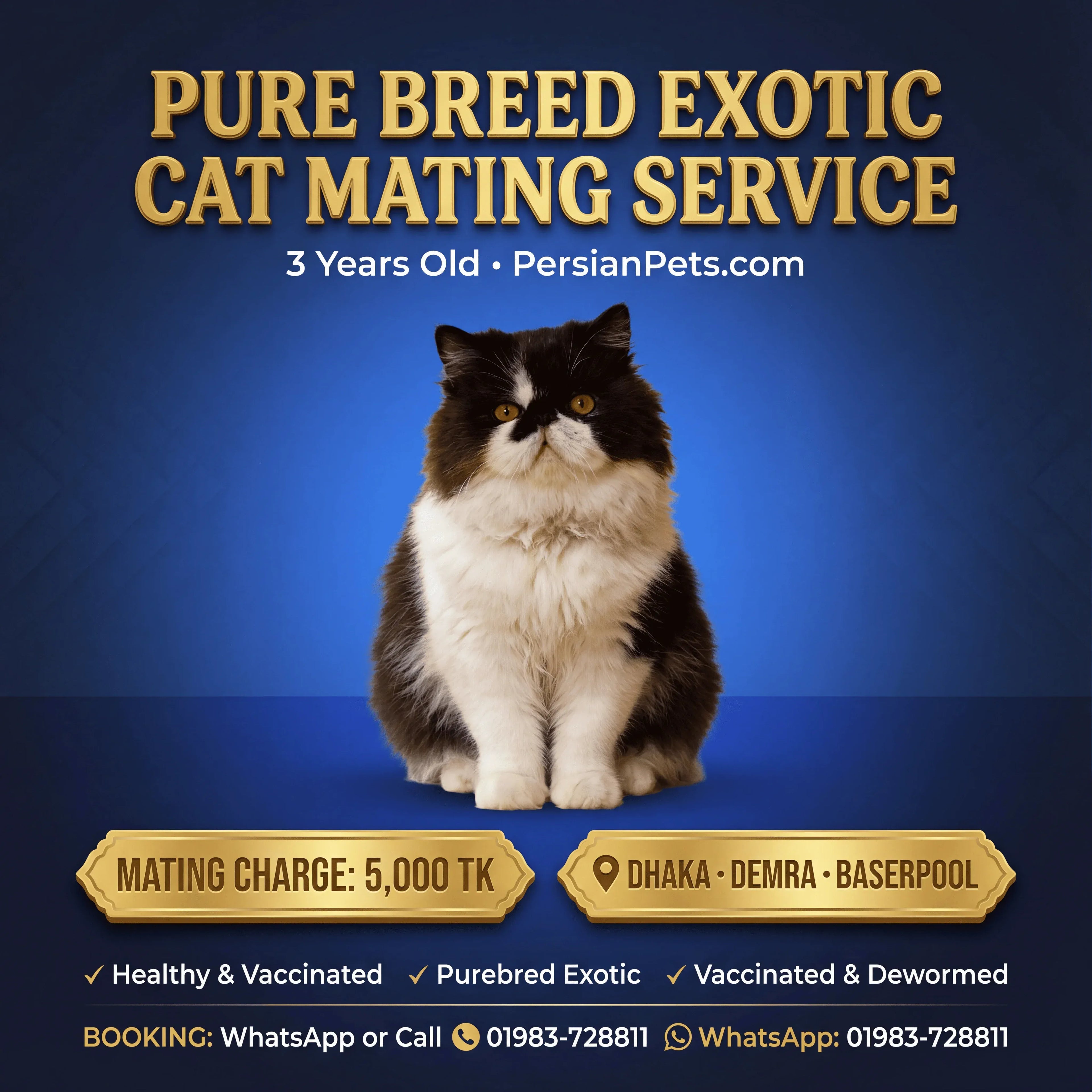 Exotic Male Cat Ready for Mating - Premium Stud Service in Dhaka Exotic Male Cat Ready for Mating | Premium Stud Service Dhaka