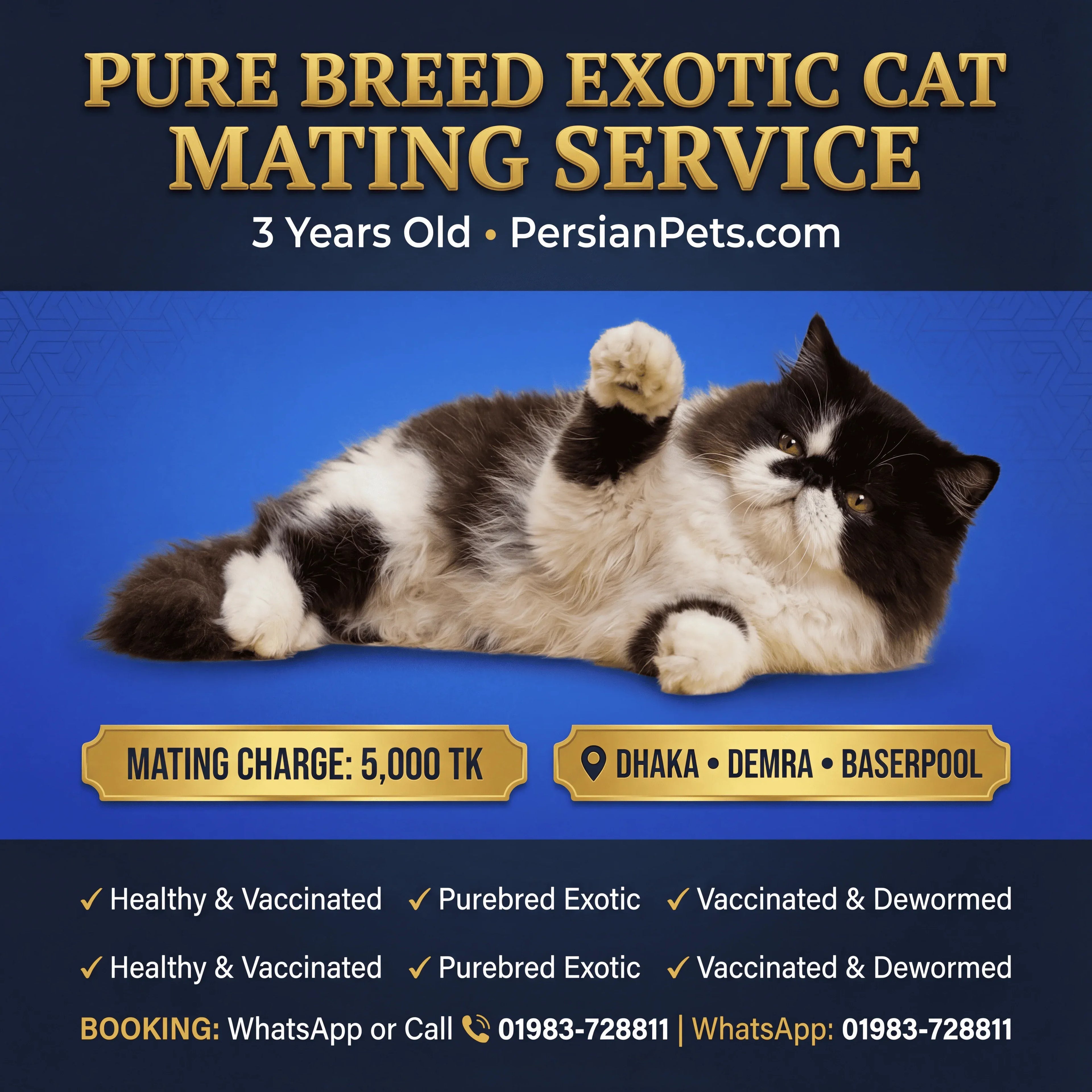 Exotic Male Cat Ready for Mating - Premium Stud Service in Dhaka Exotic Male Cat Ready for Mating | Premium Stud Service Dhaka