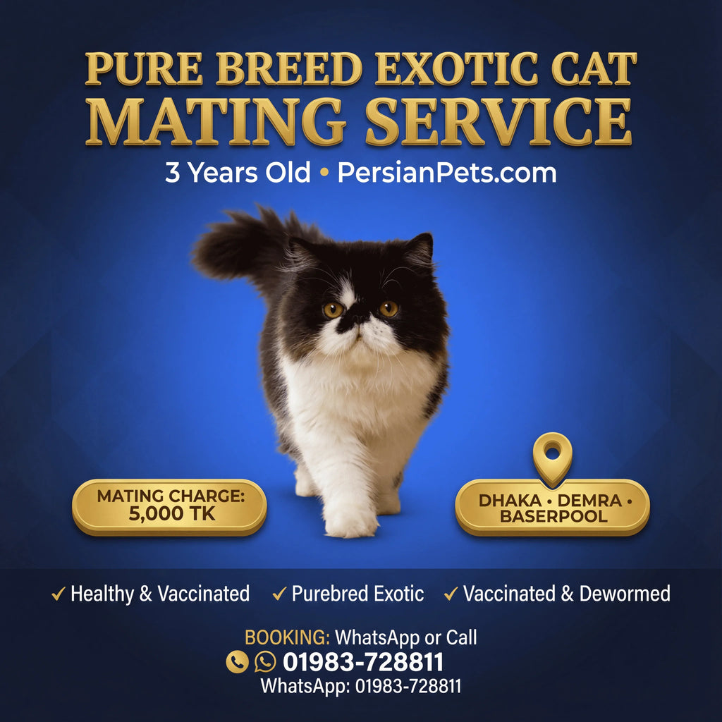 Exotic Male Cat Ready for Mating - Premium Stud Service in Dhaka Exotic Male Cat Ready for Mating | Premium Stud Service Dhaka