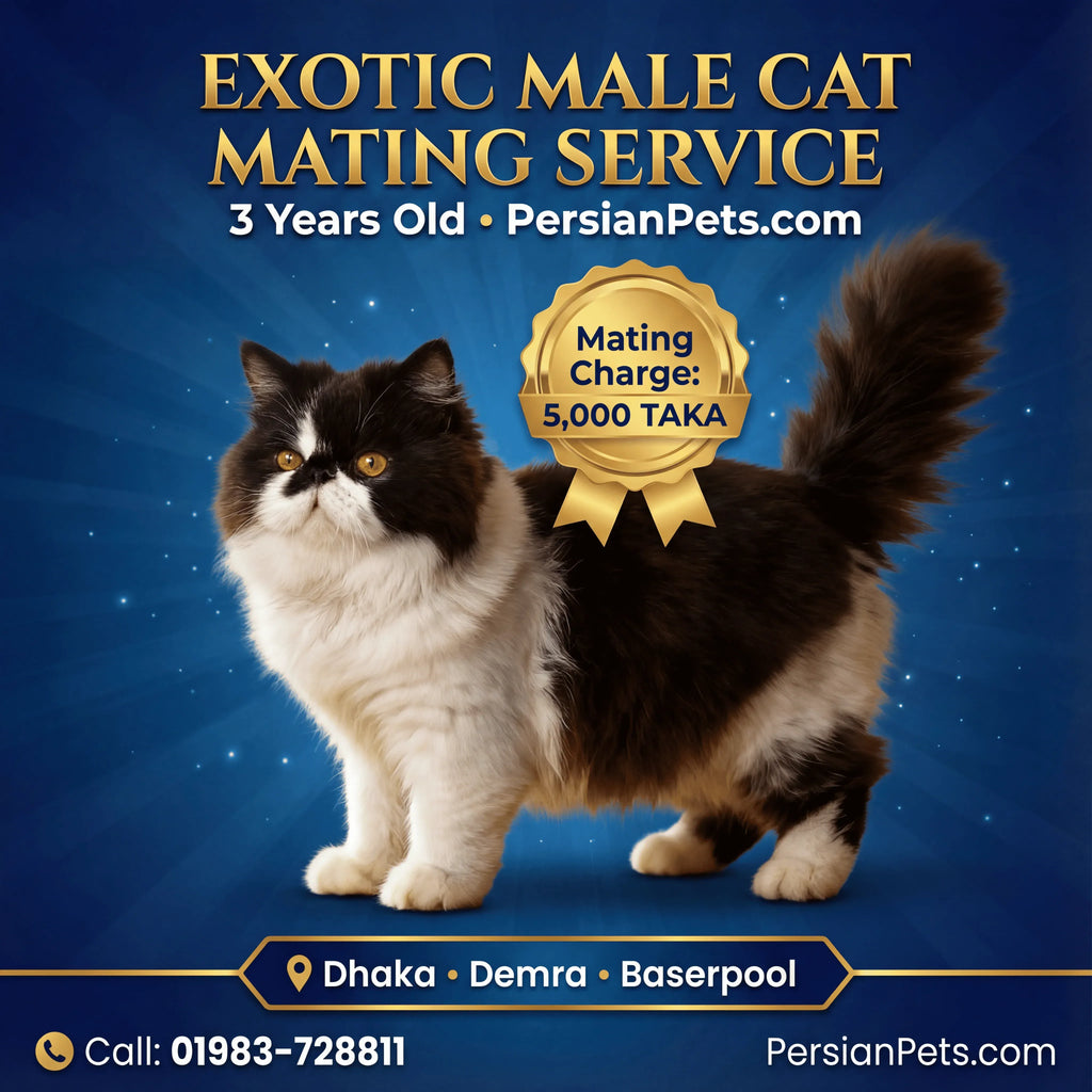 Exotic Male Cat Ready for Mating - Premium Stud Service in Dhaka Exotic Male Cat Ready for Mating | Premium Stud Service Dhaka