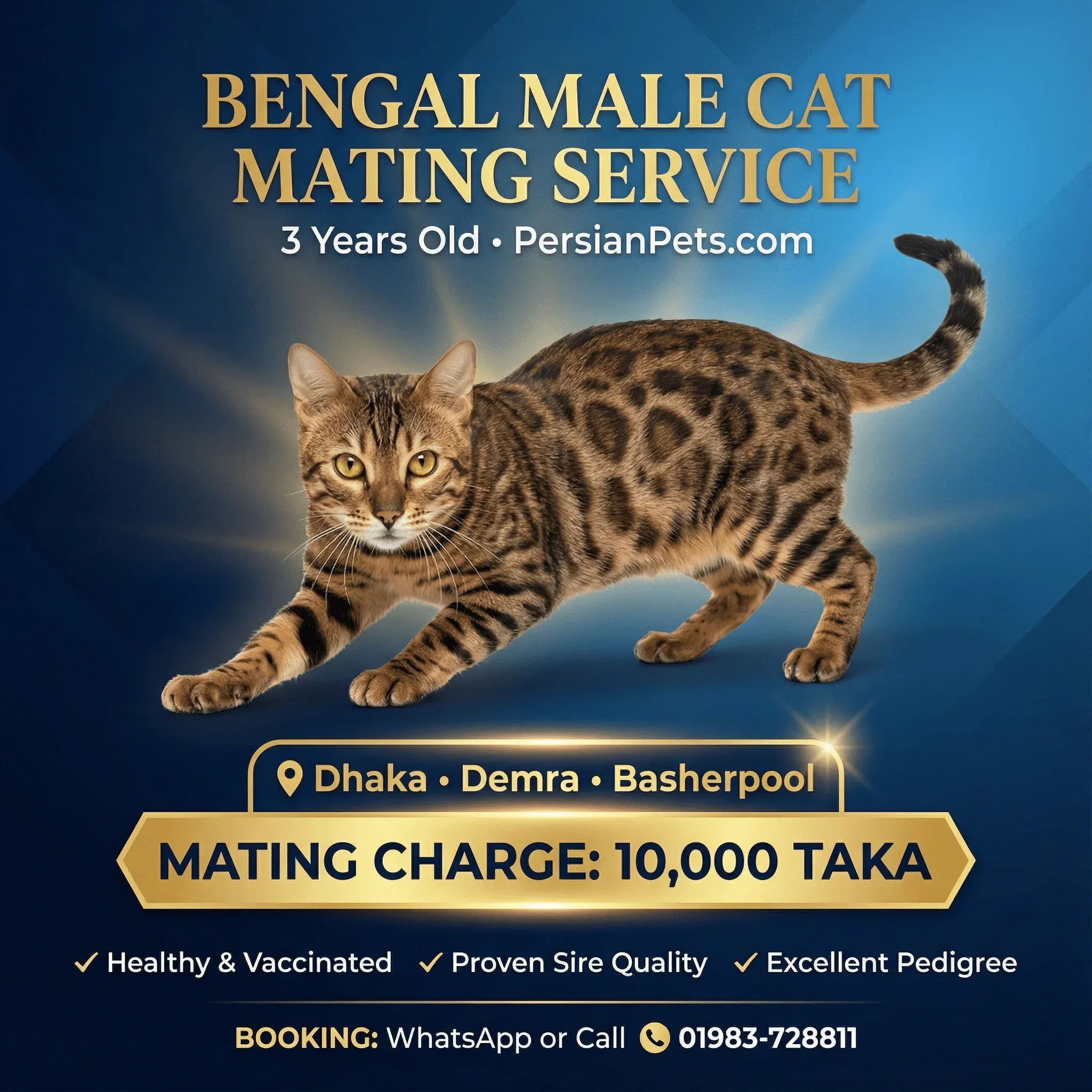 mating service Bengal Male Cat Mating Service Bengal Male Cat Mating Service in Dhaka | Professional Stud Service