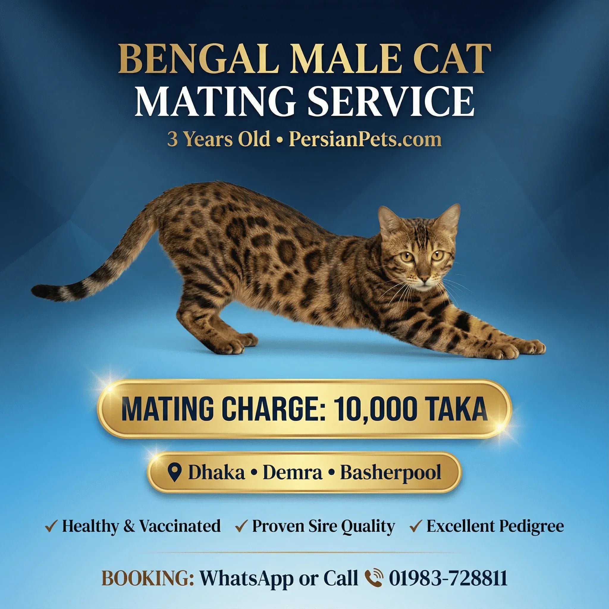 mating service Bengal Male Cat Mating Service Bengal Male Cat Mating Service in Dhaka | Professional Stud Service