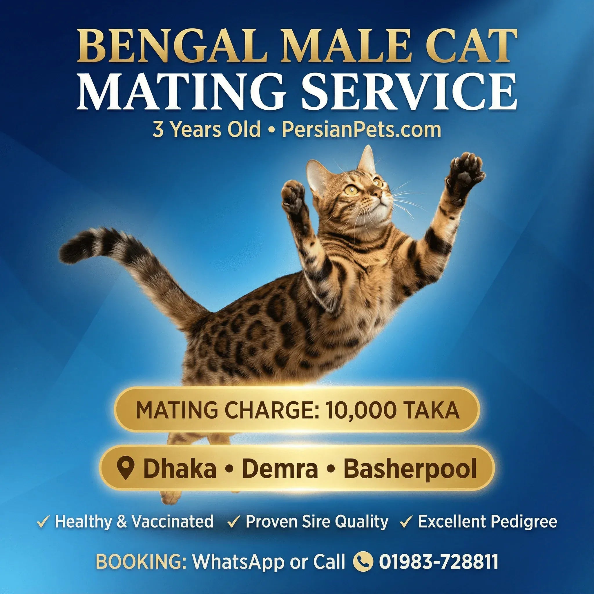 mating service Bengal Male Cat Mating Service Bengal Male Cat Mating Service in Dhaka | Professional Stud Service