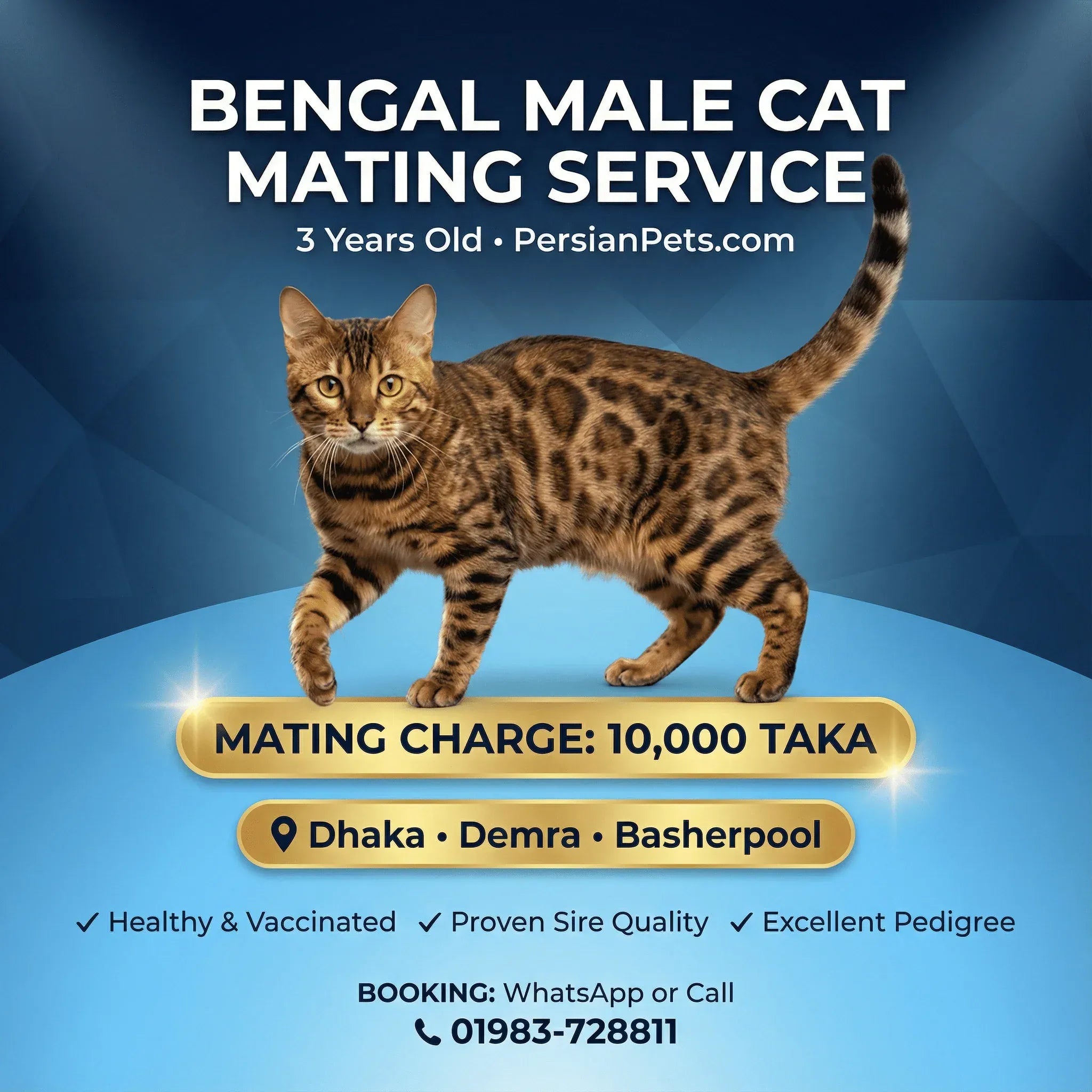 mating service Bengal Male Cat Mating Service Bengal Male Cat Mating Service in Dhaka | Professional Stud Service