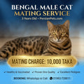 mating service Bengal Male Cat Mating Service Bengal Male Cat Mating Service in Dhaka | Professional Stud Service