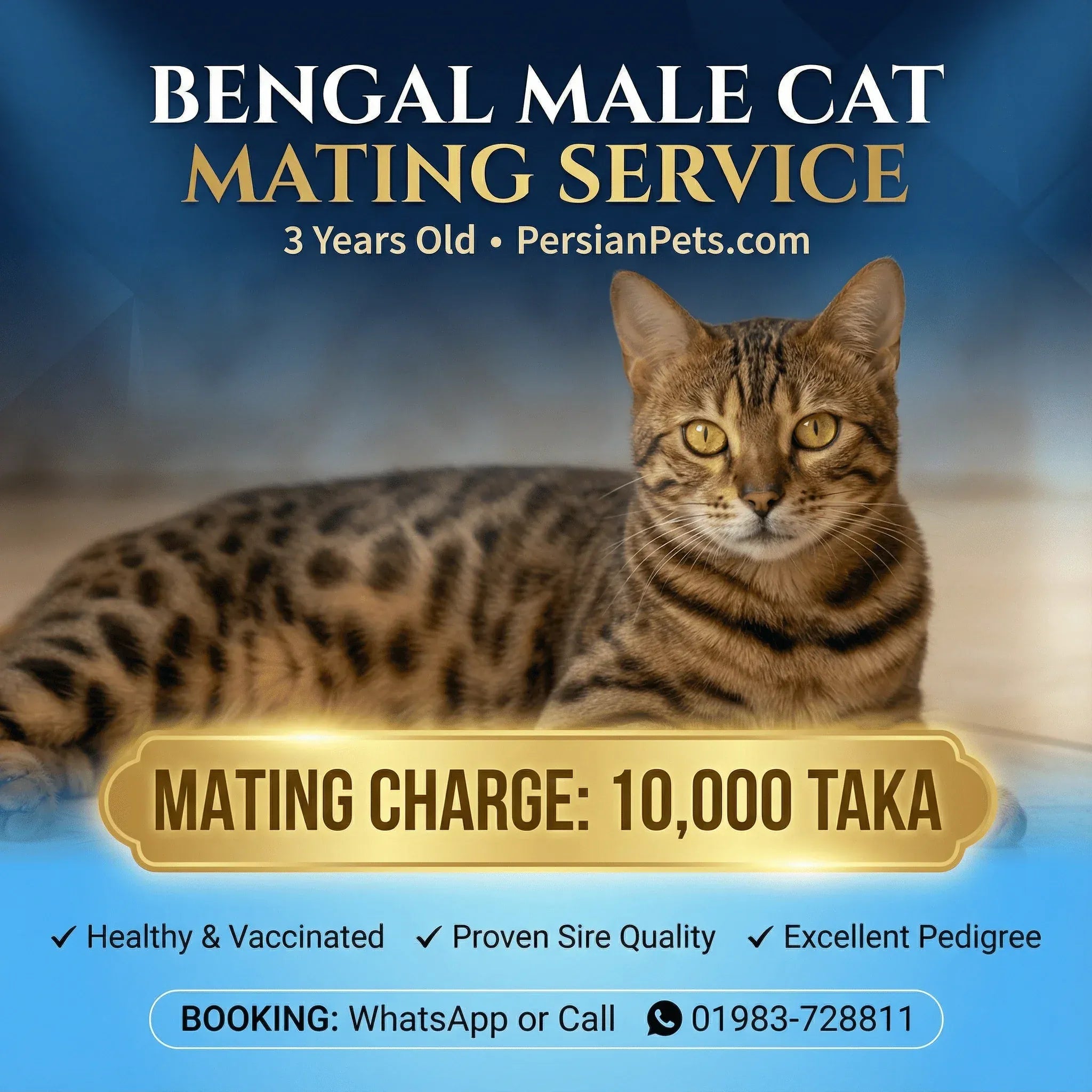 mating service Bengal Male Cat Mating Service Bengal Male Cat Mating Service in Dhaka | Professional Stud Service