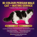 mating service Bi colour Persian cat mating service Bi Colour Persian Cat Mating Service | Premium Breeding Solutions