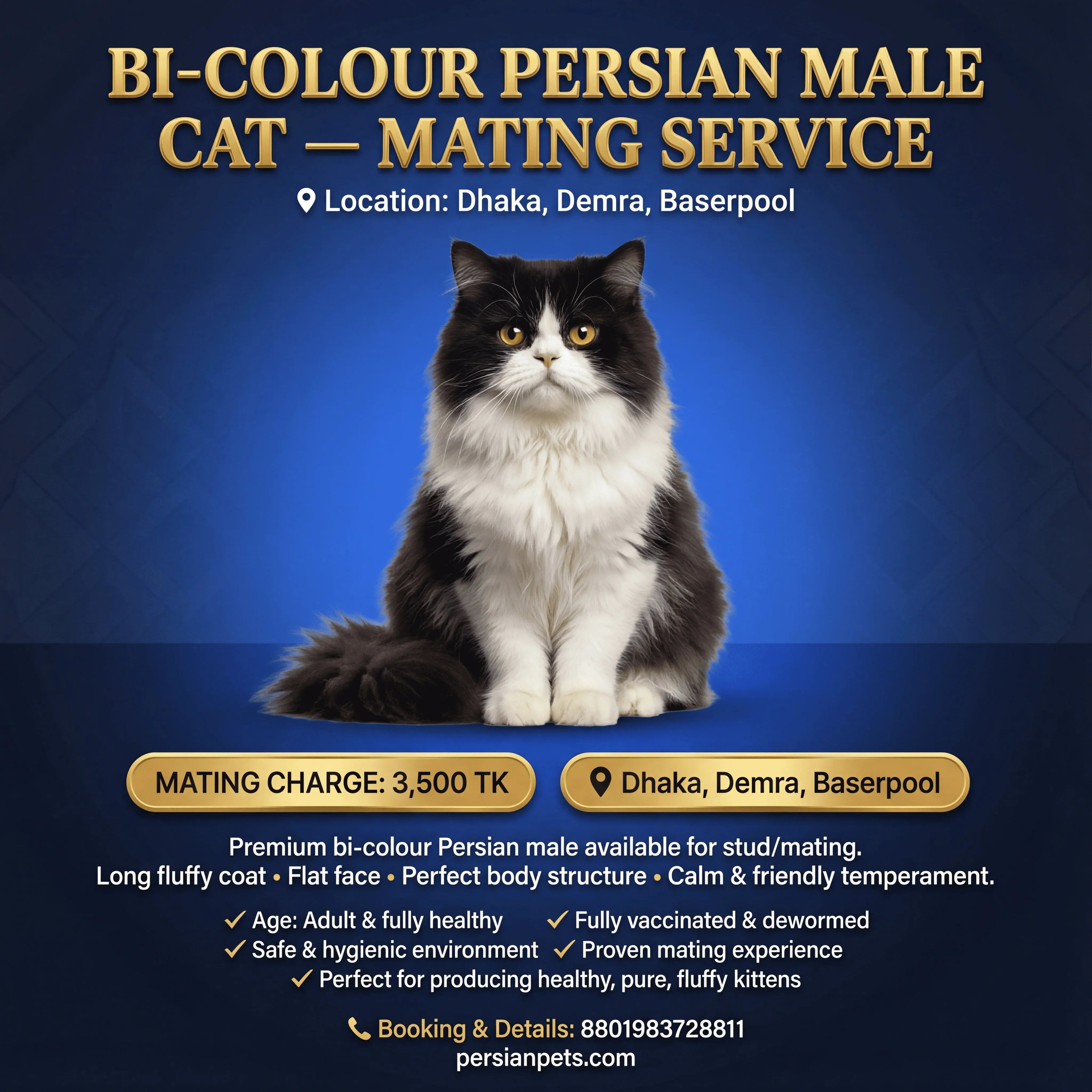 mating service Bi colour Persian cat mating service Bi Colour Persian Cat Mating Service | Premium Breeding Solutions