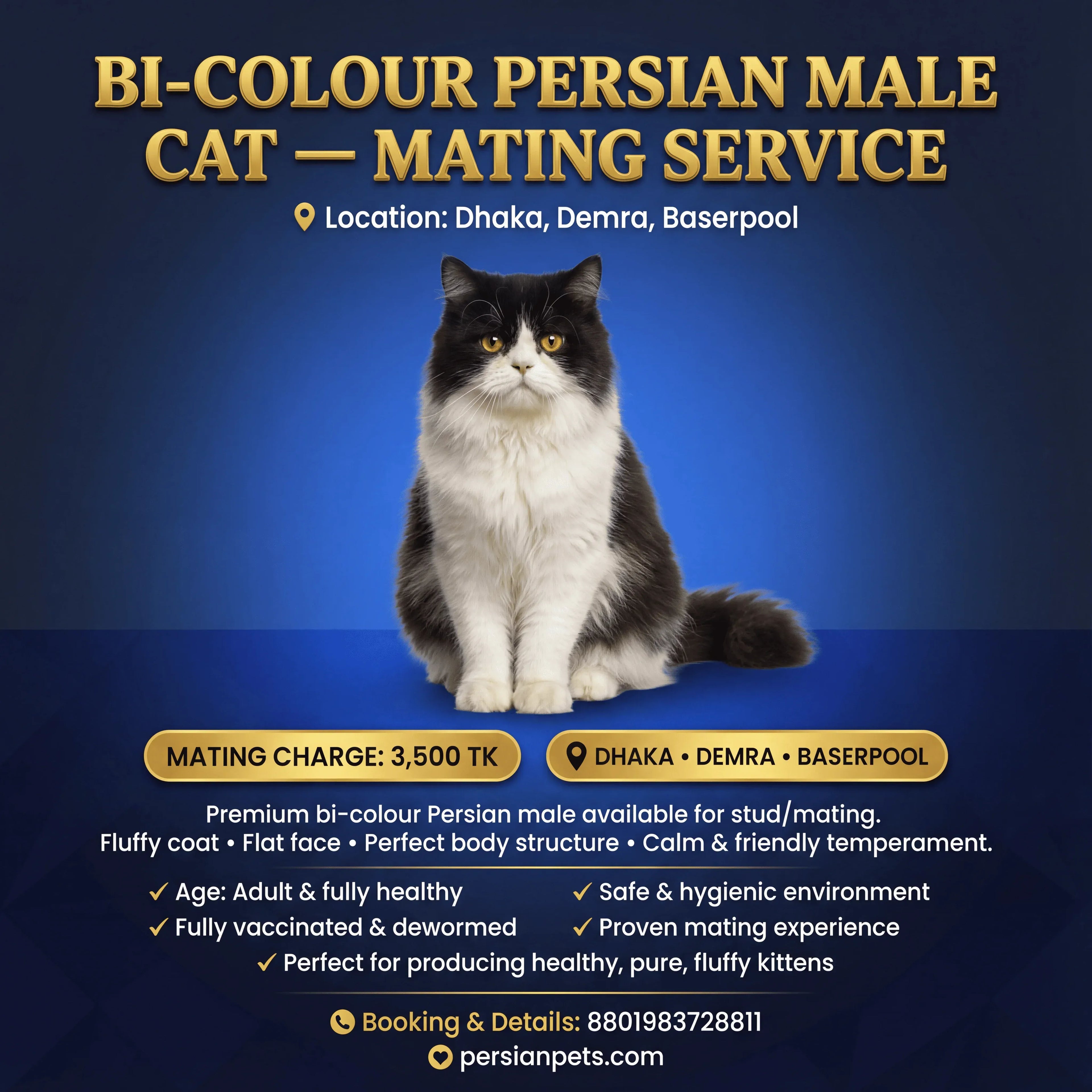 mating service Bi colour Persian cat mating service Bi Colour Persian Cat Mating Service | Premium Breeding Solutions